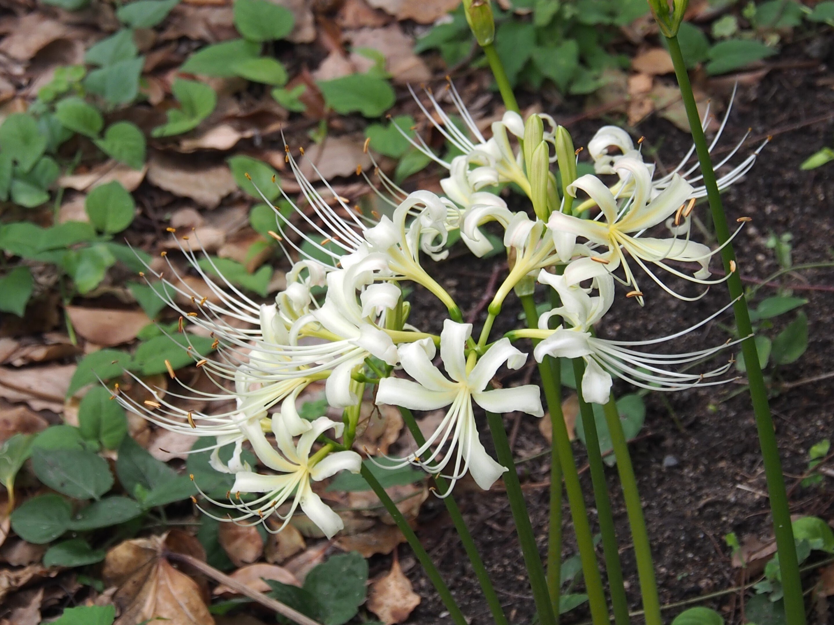 周辺の彼岸花パトロール2024年9月23日｜レタス