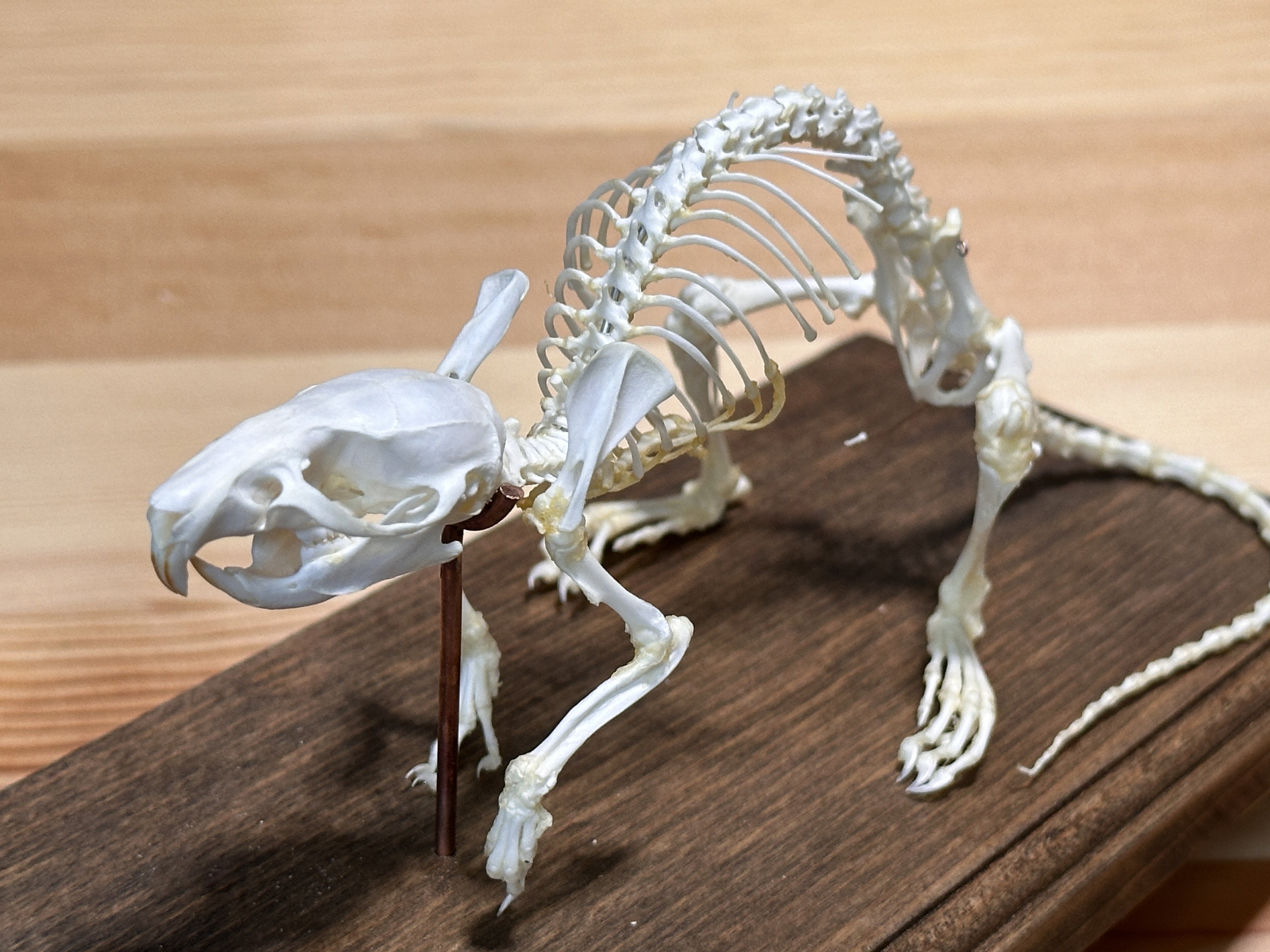 ハンドメイドマルシェで骨格標本を購入する」という体験｜STUDIO