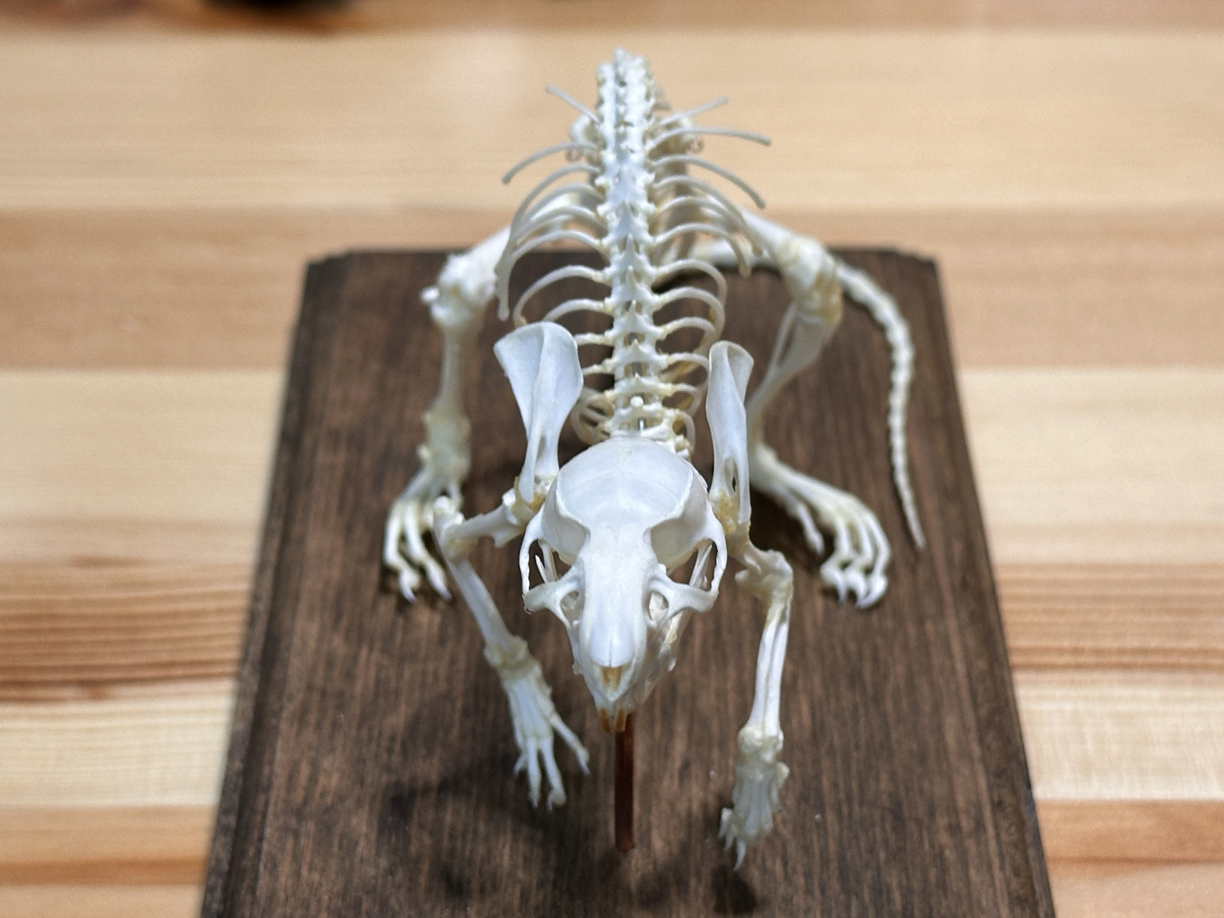 ハンドメイドマルシェで骨格標本を購入する」という体験｜STUDIO