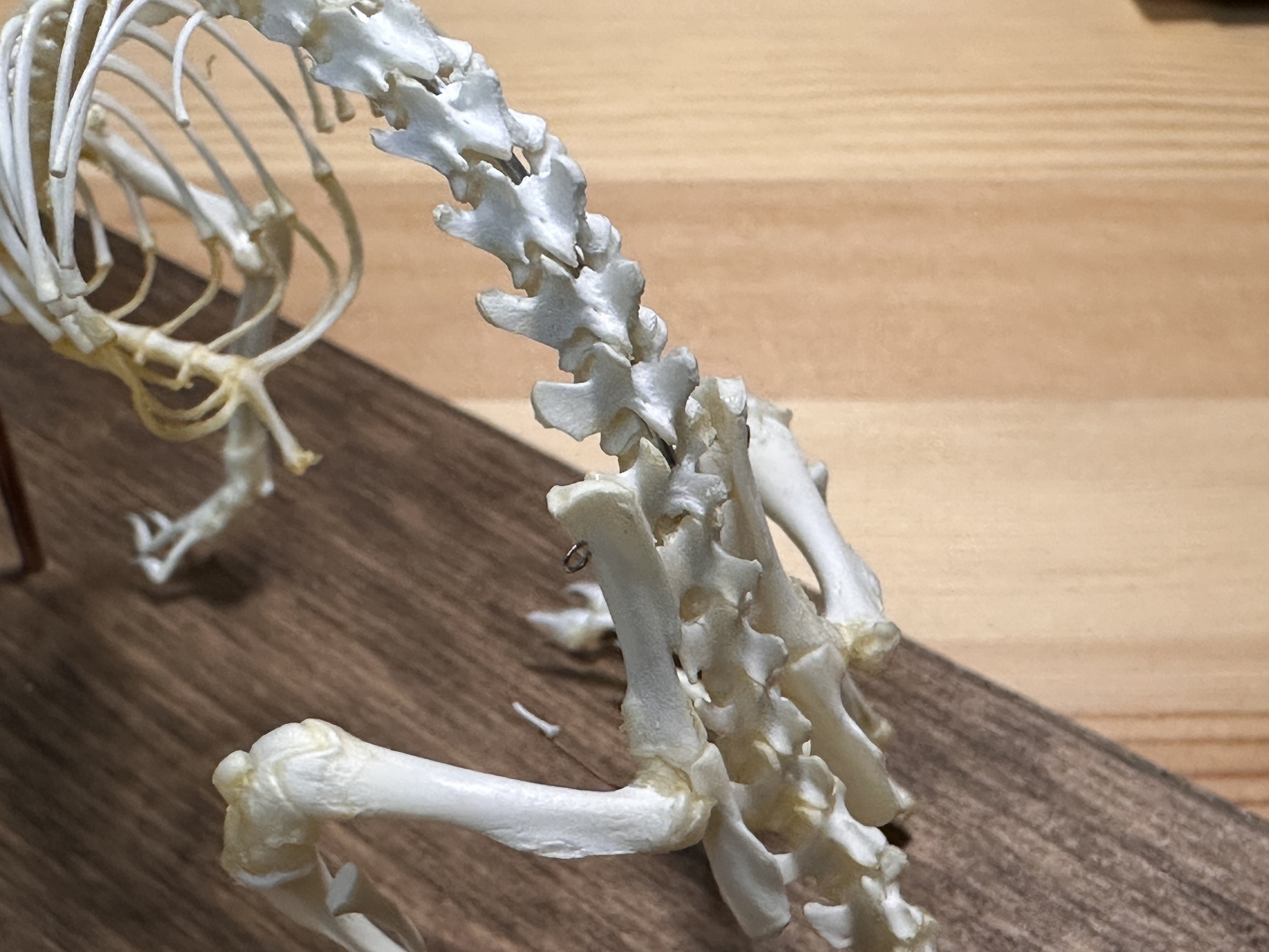 ハンドメイドマルシェで骨格標本を購入する」という体験｜STUDIO-OTOMARU