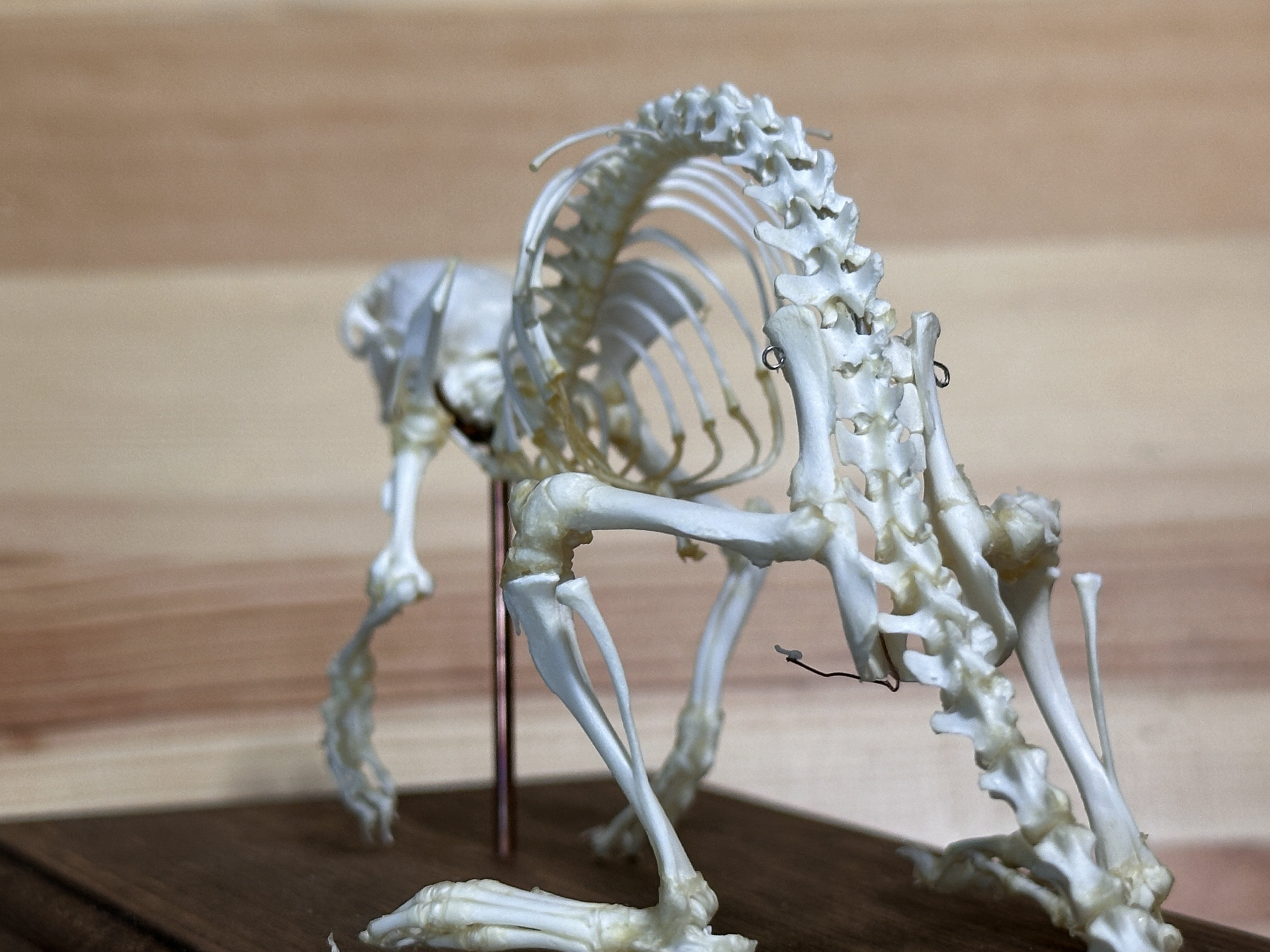 ハンドメイドマルシェで骨格標本を購入する」という体験｜STUDIO-OTOMARU