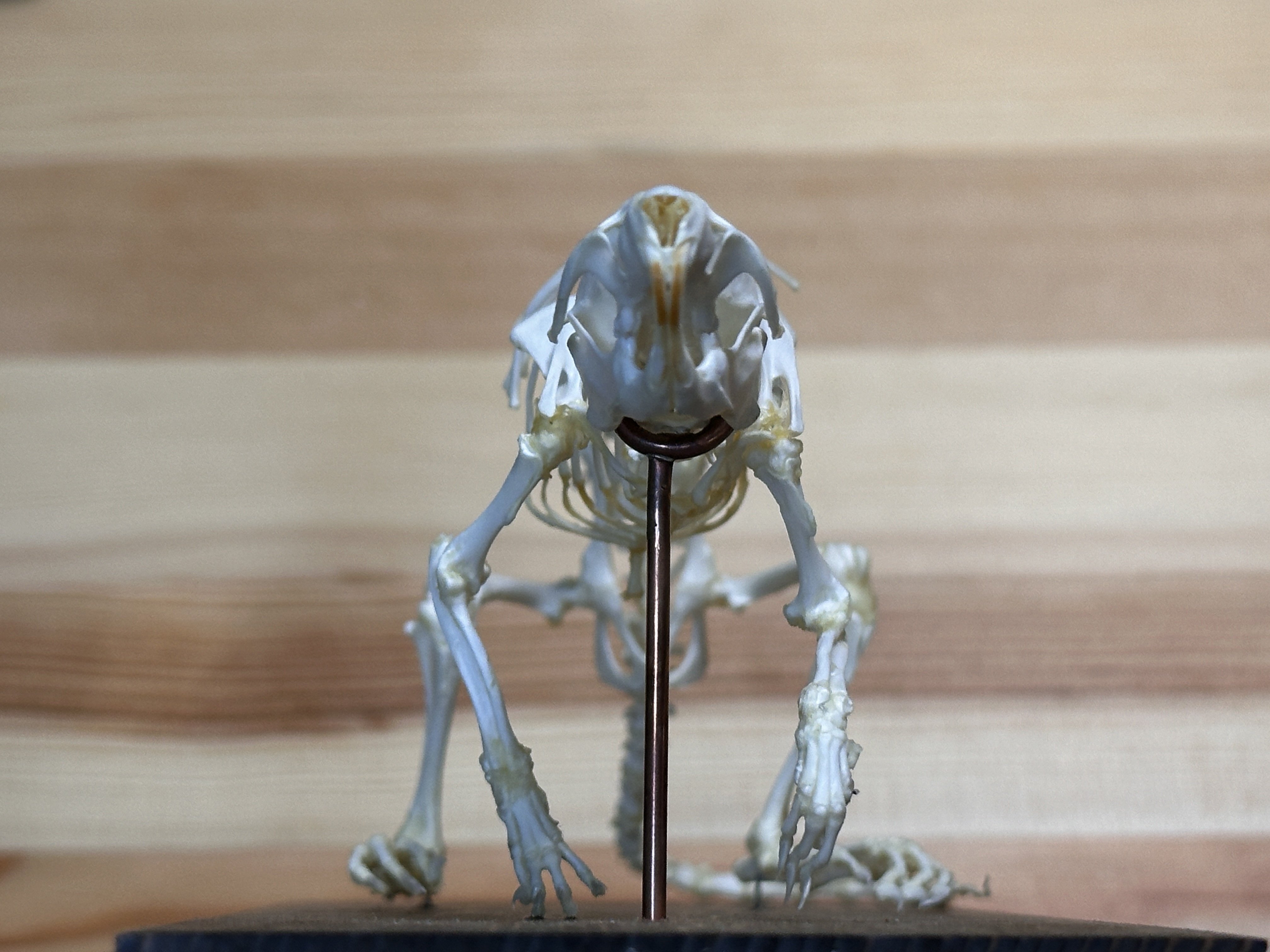 ハンドメイドマルシェで骨格標本を購入する」という体験｜STUDIO