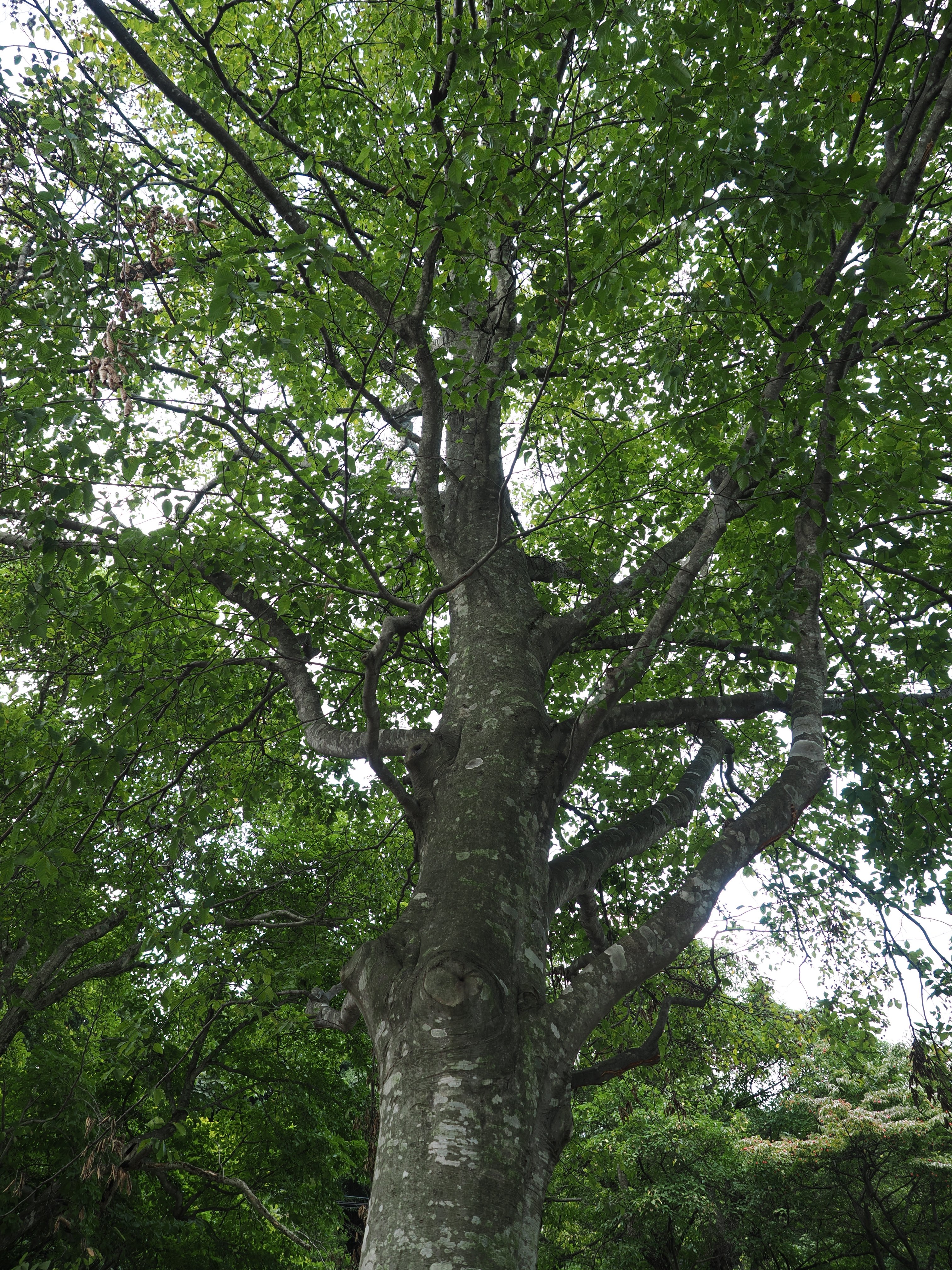 山採り　ブナ 1 山採り ブナ 【公式通販】