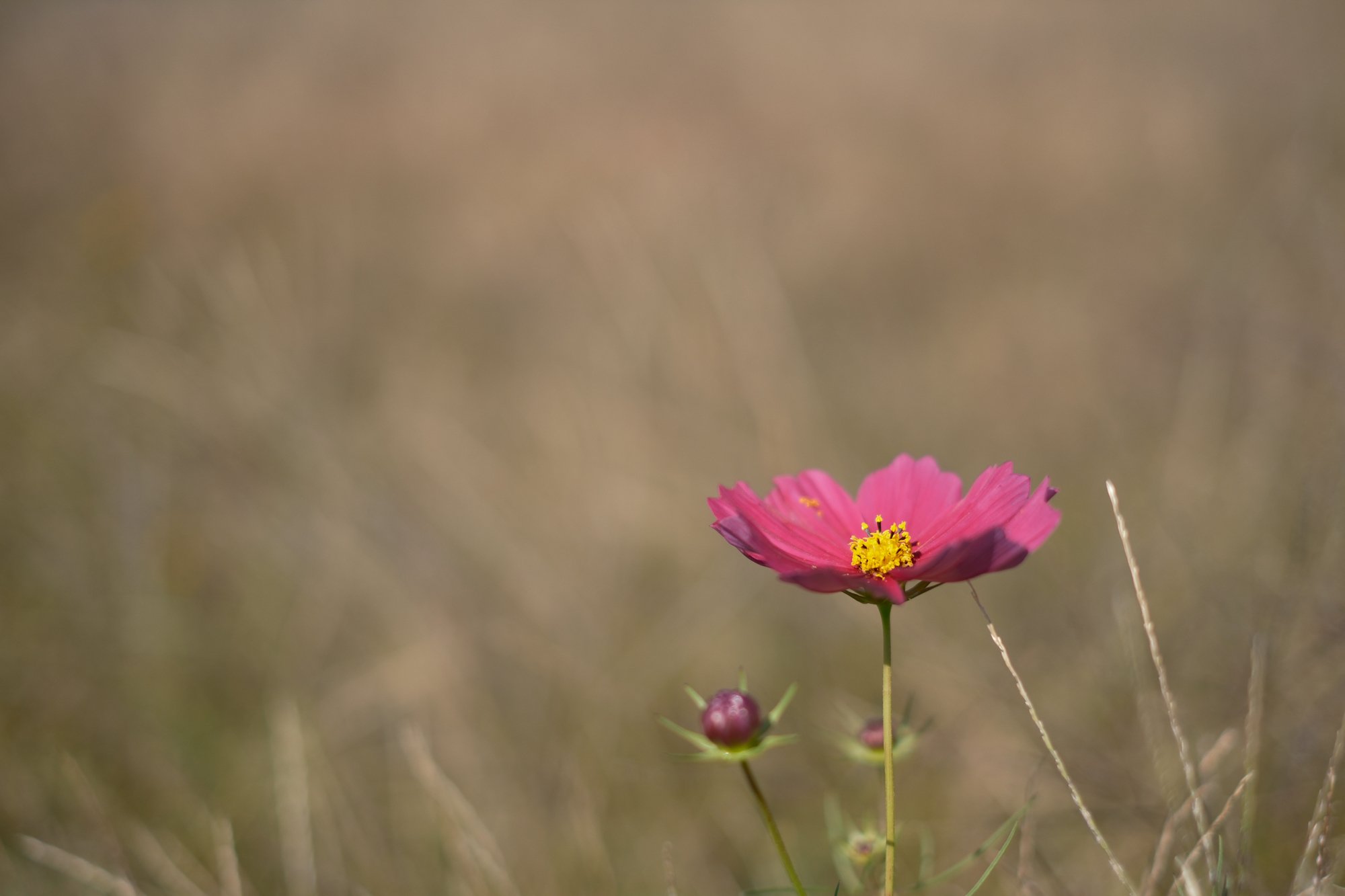 X-T5】秋の撮影、ノスタルジックネガとクラッシックネガではどちらが