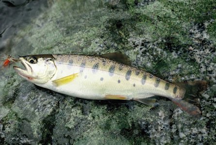 山新製・山女魚魚籠・未使用品・日本製・岩魚・渓流釣り