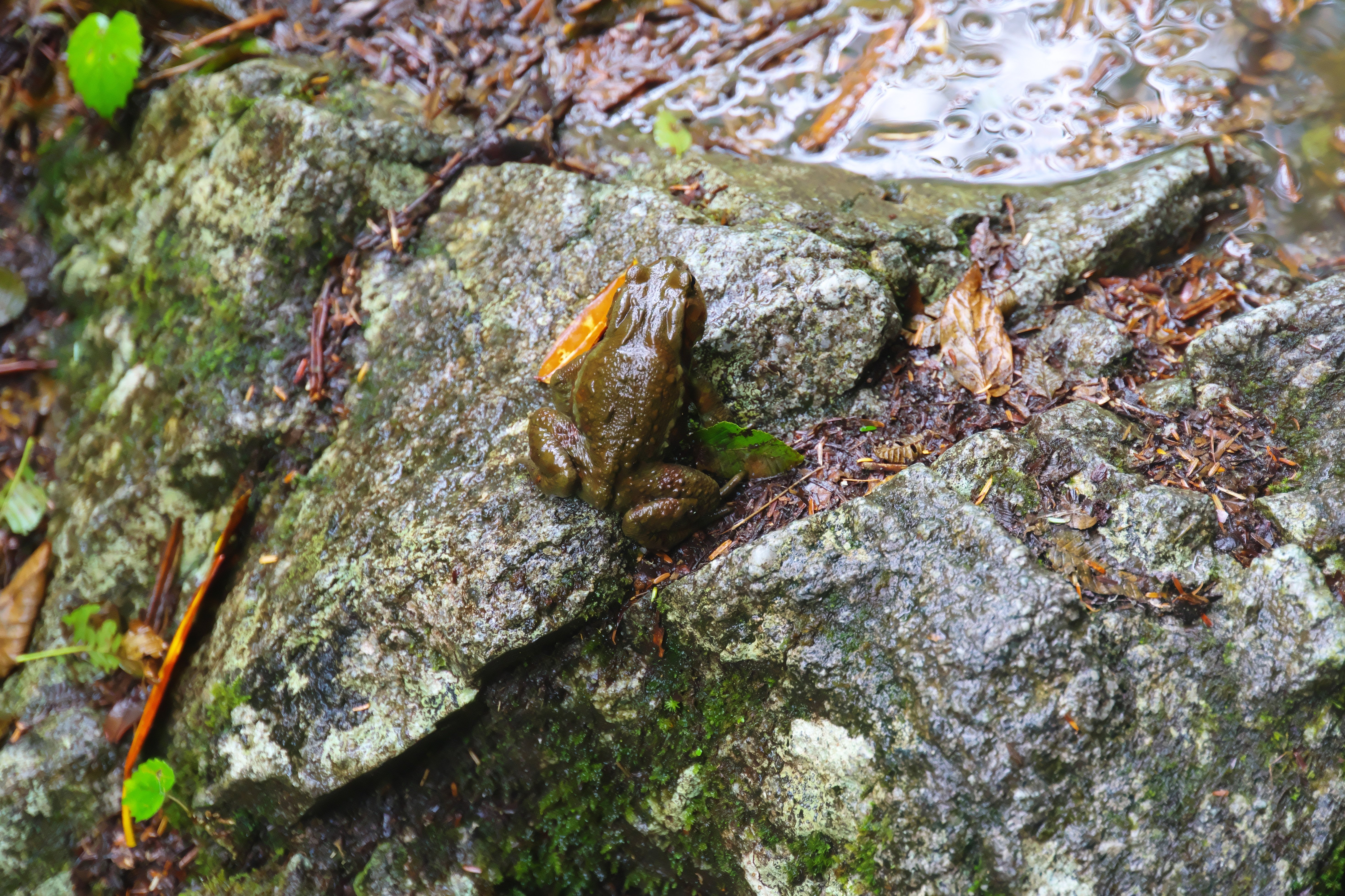 西沢渓谷へヒキガエルを撮りに行った話｜VINCENT2GB