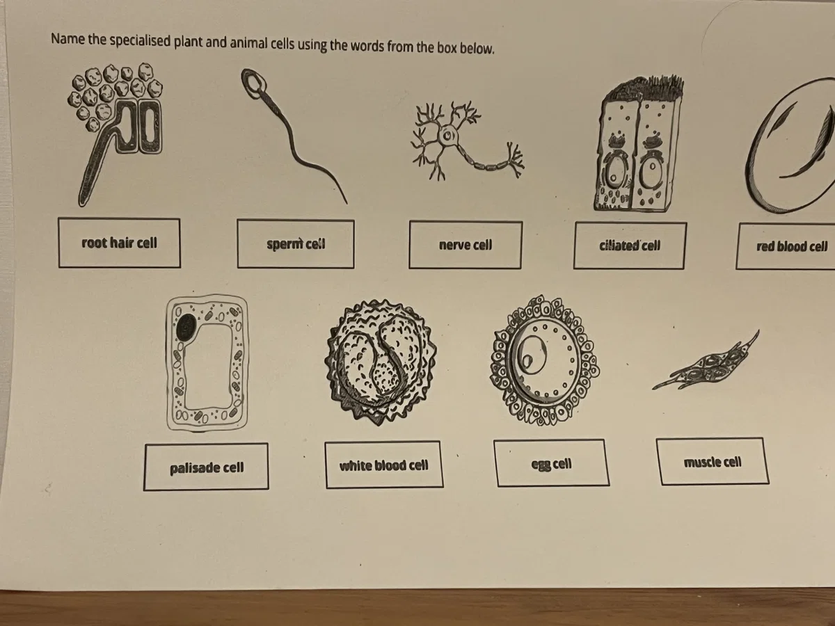 9種類の細胞の絵を立体コピーしたもの