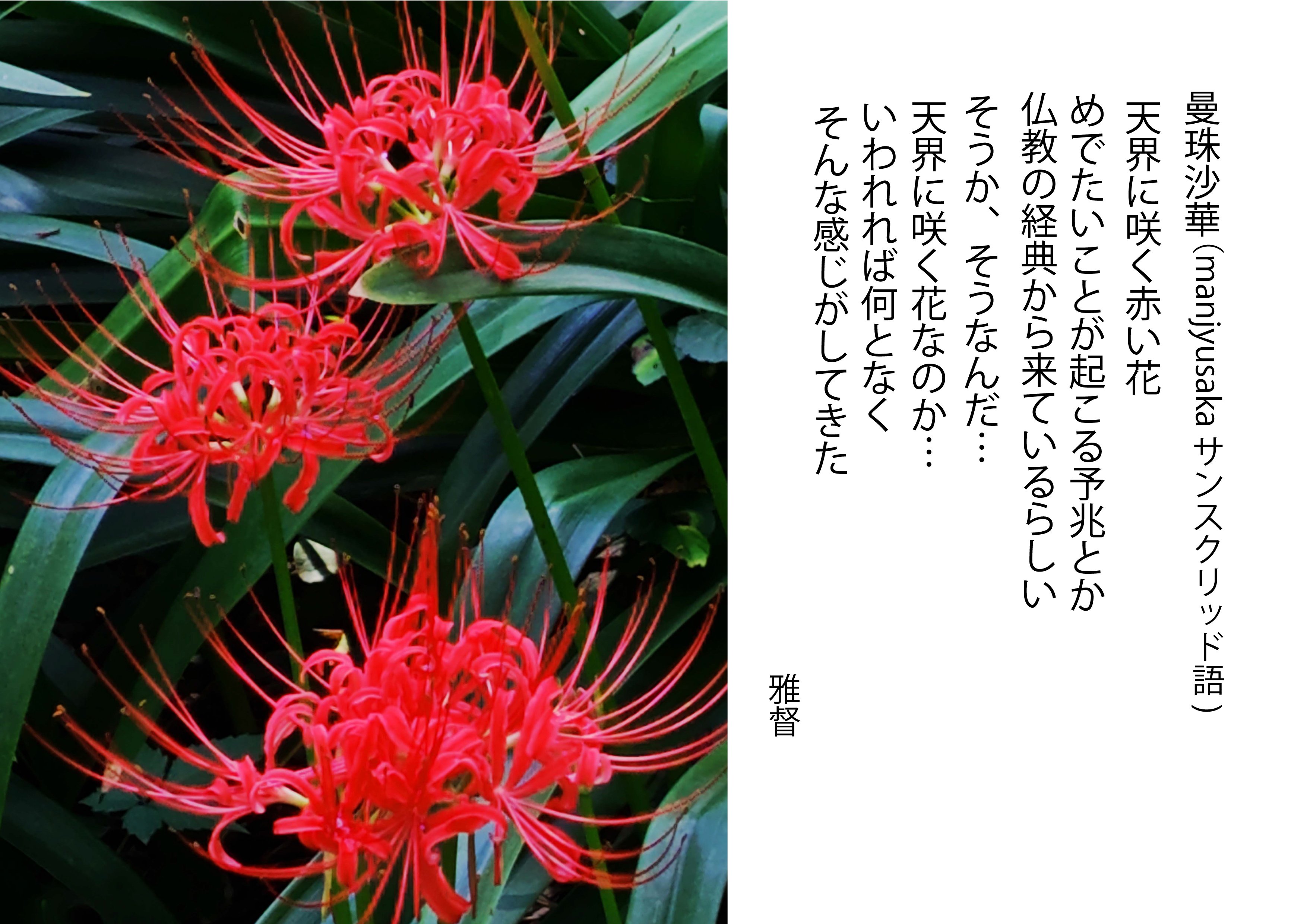 スマホカメラを愉しむ 天界に咲く赤い花 曼珠沙華｜gatokukubo