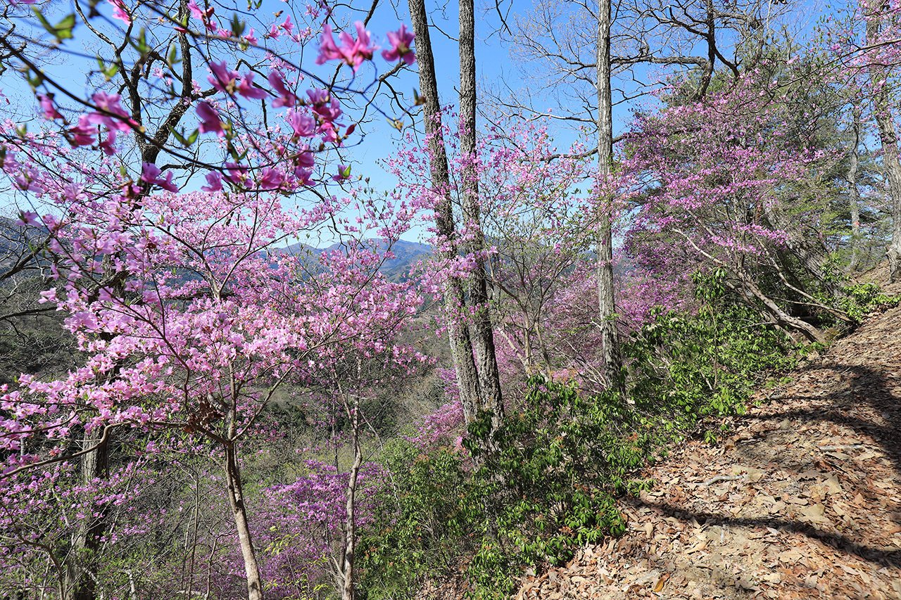 18．刈込む雑木 自然樹形のツツジ｜sasayan