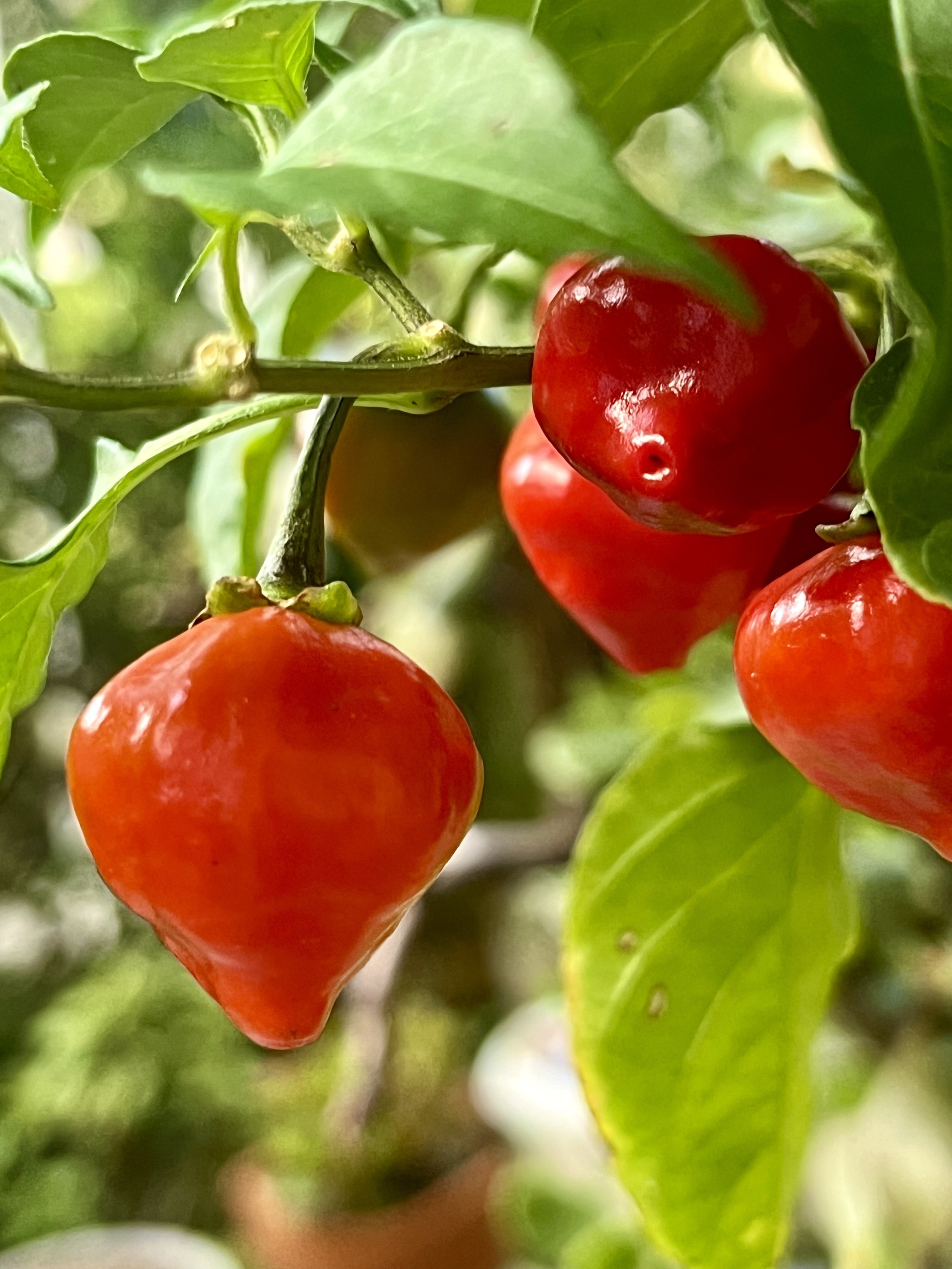 トウガラシ ビキーニョ レッド種子 3g入り（約1000粒） とうがらし