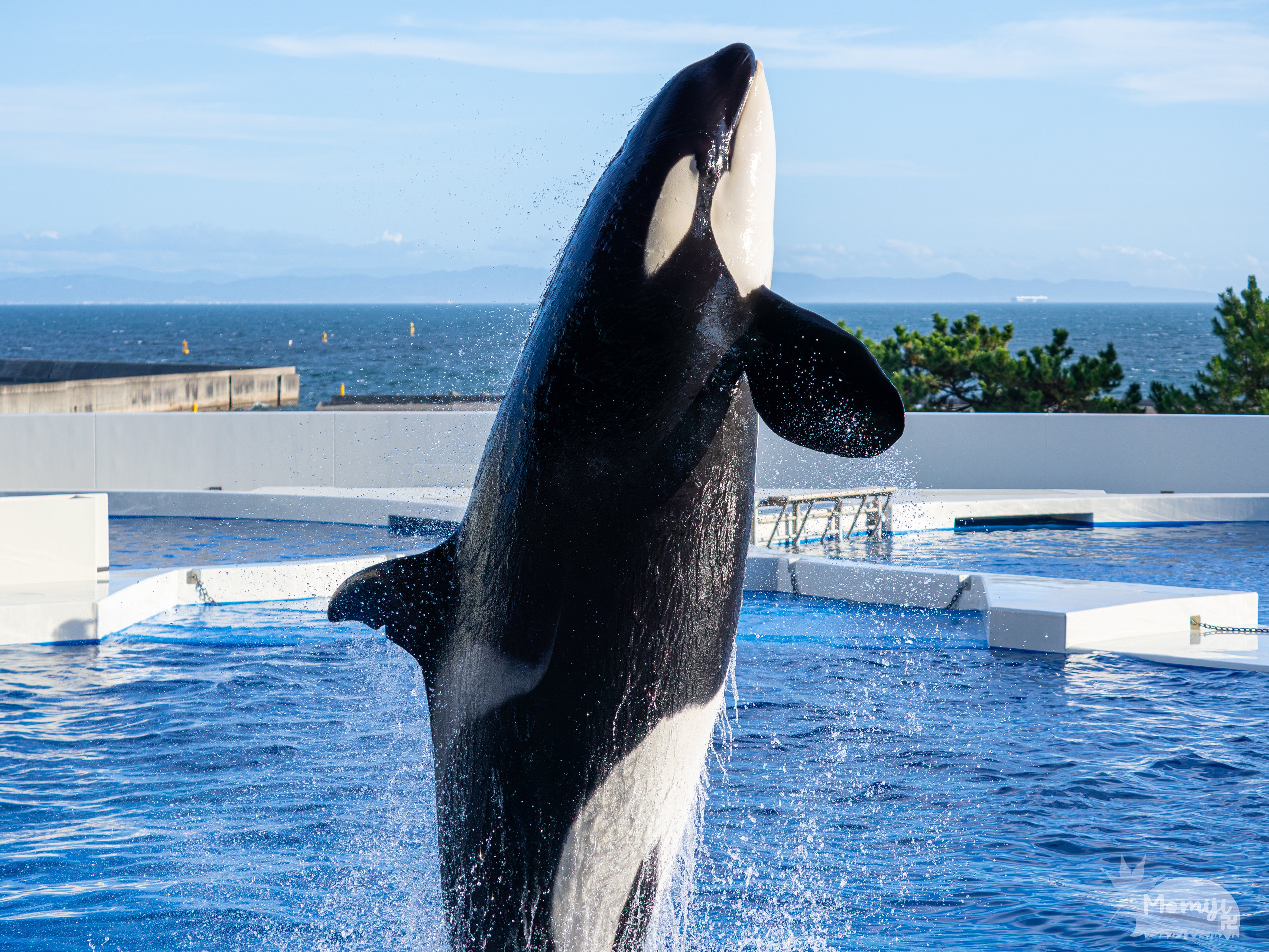 神戸須磨シーワールドでオルカ(シャチ)ショーやイルカショーの撮り方