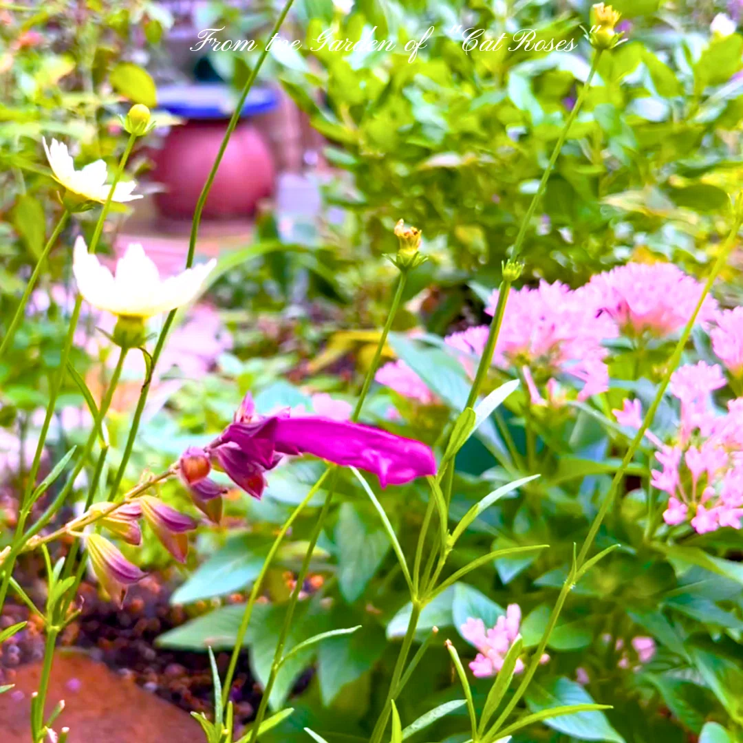 秋の寄せ植えと秋を彩る植物たち｜Cat rose 「ガーデニングブログ Cat