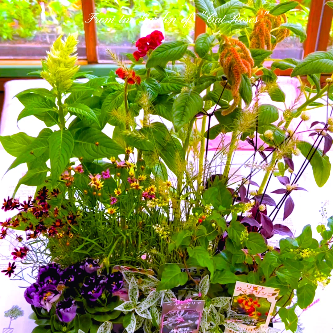 秋の寄せ植えと秋を彩る植物たち｜Cat rose 「ガーデニングブログ Cat