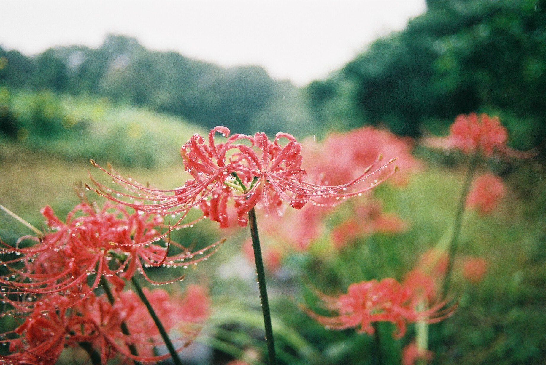 AGFA SELECTRONIC 1｜Danny'O