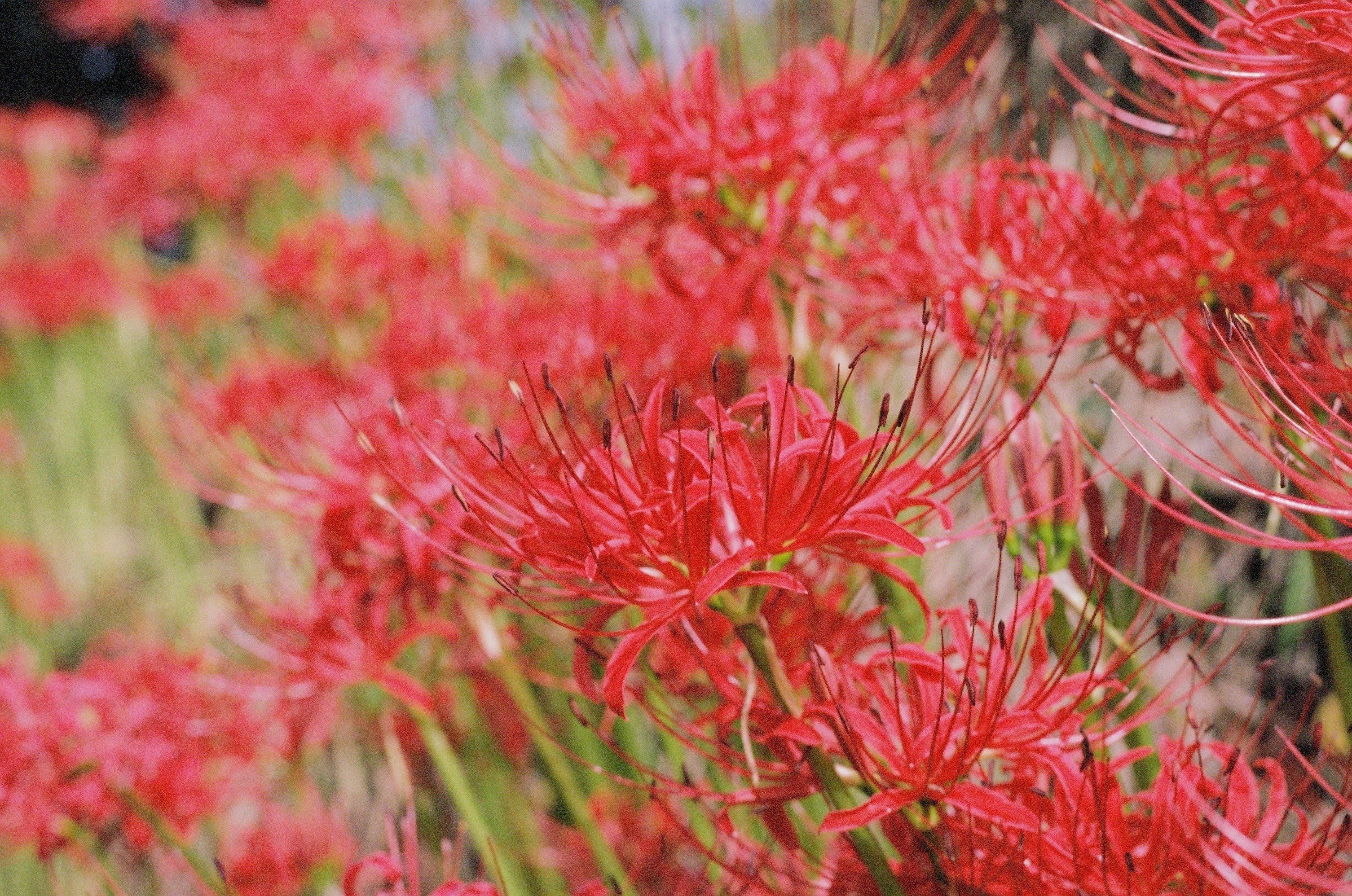 AGFA SELECTRONIC 1｜Danny'O