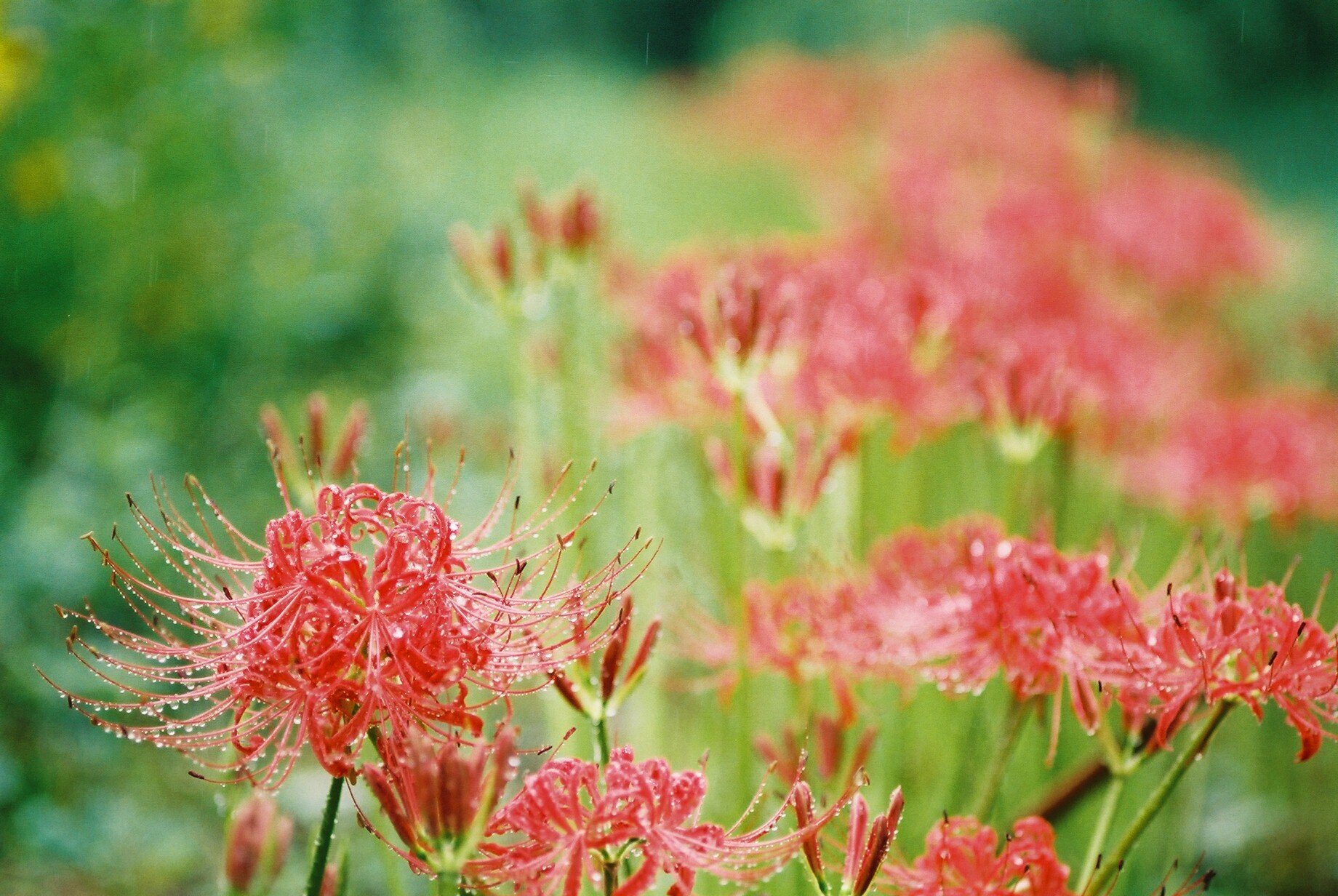 ✨美品✨AGFA Selectronic 1 動作OK AGFA SELECTRONIC 1 アグファ | foto-poohのブログ 写真と模型を愛する人へ