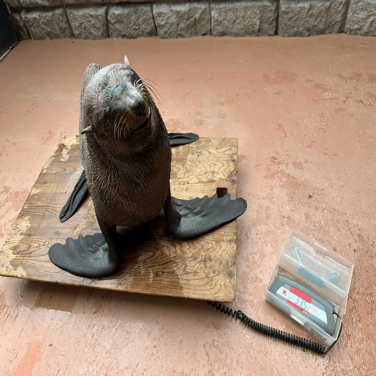 水辺の動物たちの体重測定｜那須どうぶつ王国公式note