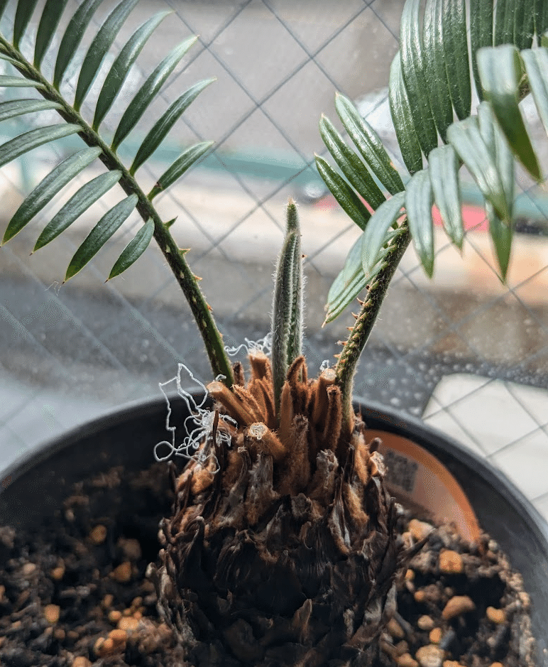 ソテツ 蘇轍 ソテツ 蘇轍 高さ 約90センチ 9号鉢付き ソテツ 蘇轍 高