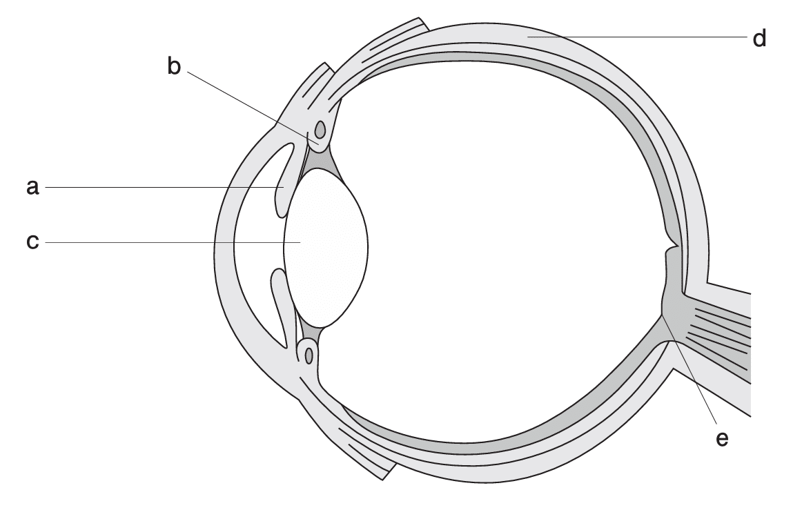 松廼屋｜論点解説 薬剤師国家試験対策ノート問109-112【生物】論点