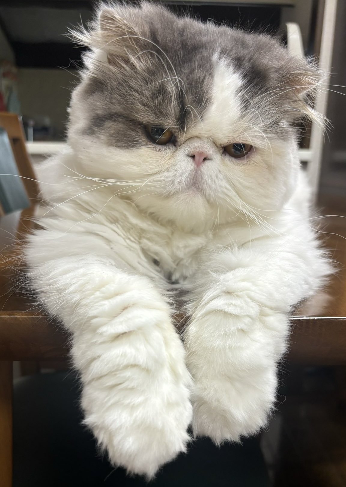 残暑の影響か？「うちの猫も全力で行き倒れてる」ダルそうな猫ちゃんの