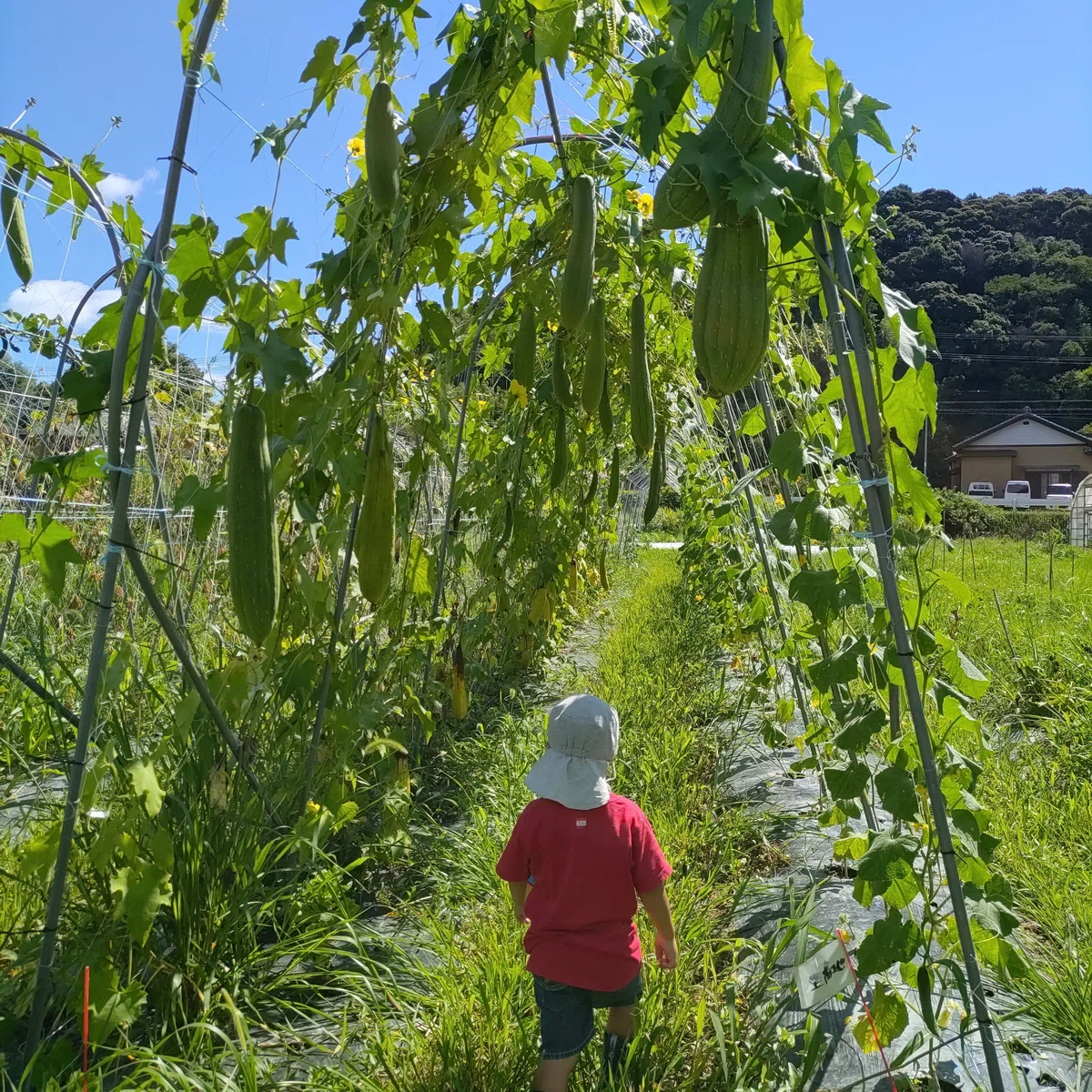 ヘチマ農家という仕事｜amenimo