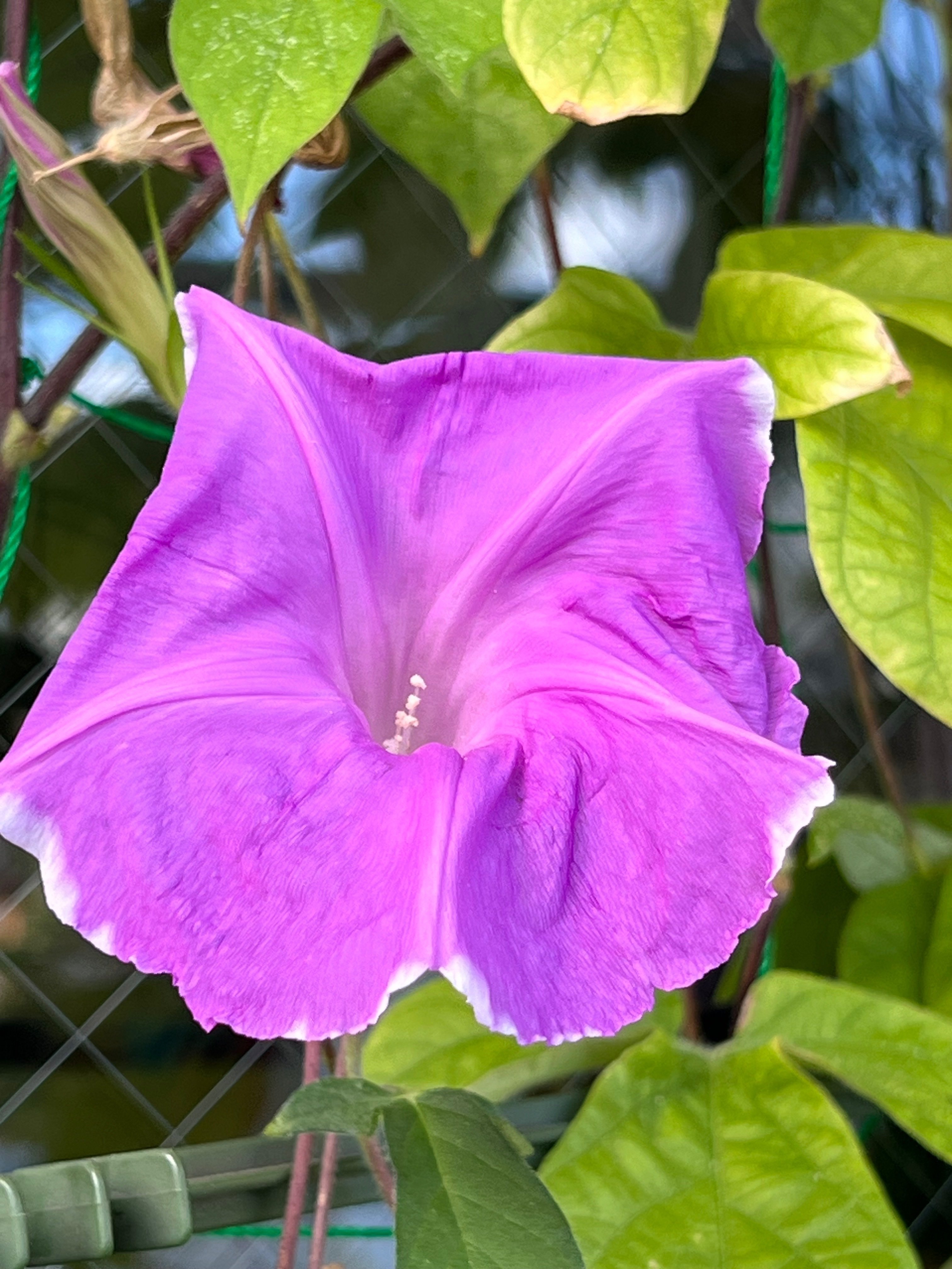 朝顔のフシギ 2｜ミント