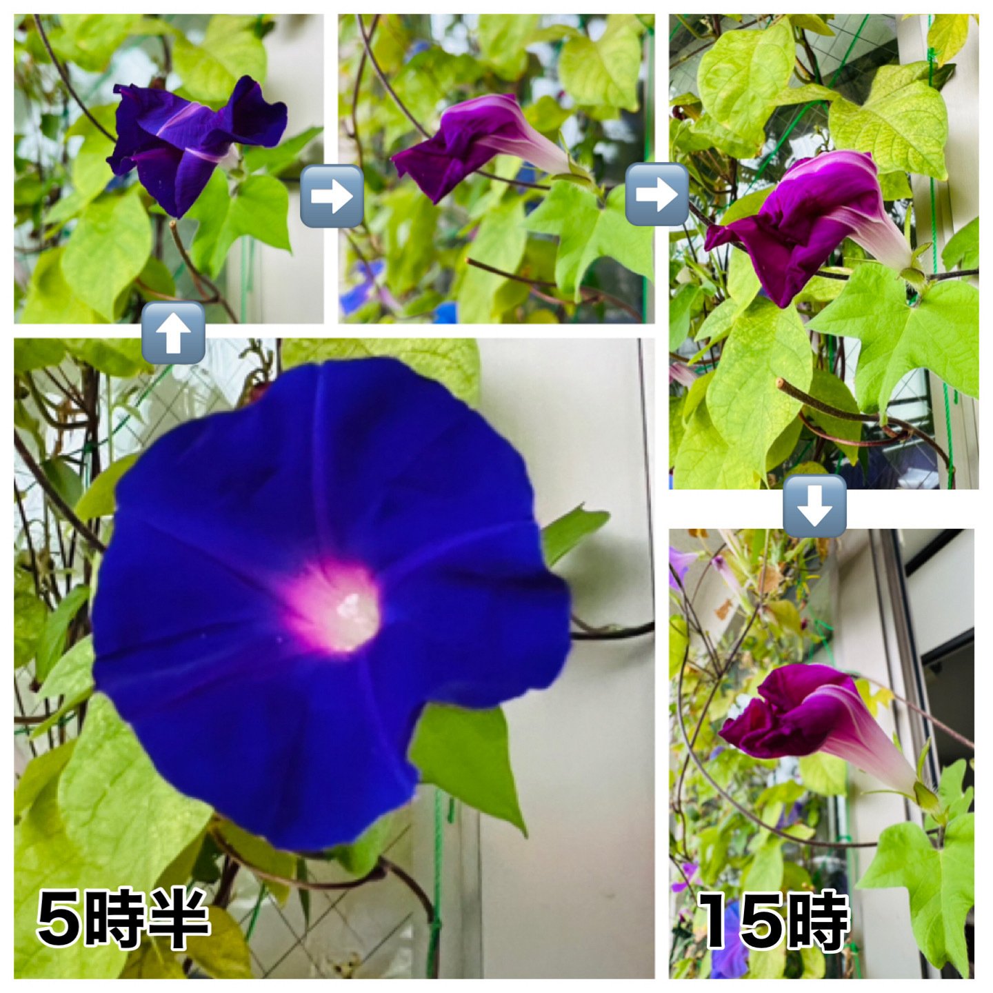 朝顔のフシギ 2｜ミント