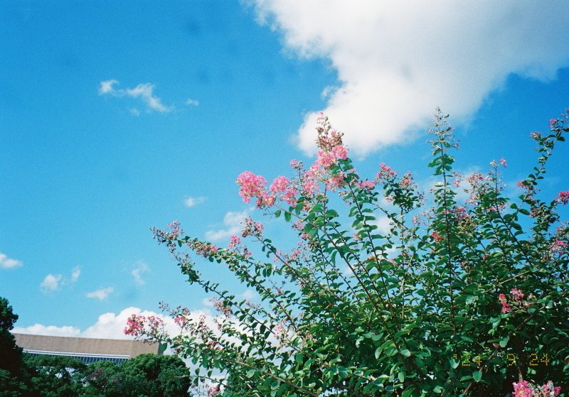 フィルムカメラ再開第4弾・Silvi F2.8 |じんた堂 フィルムカメラ再開第4弾・Silvi F2.8 |じんた堂
