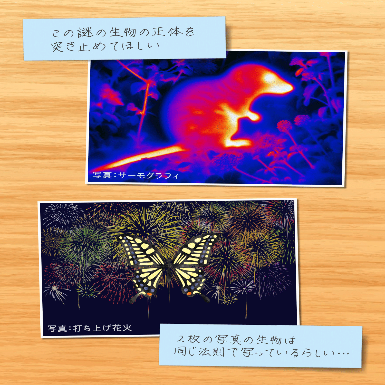 芹沢謎【771】｜芹沢仁菜