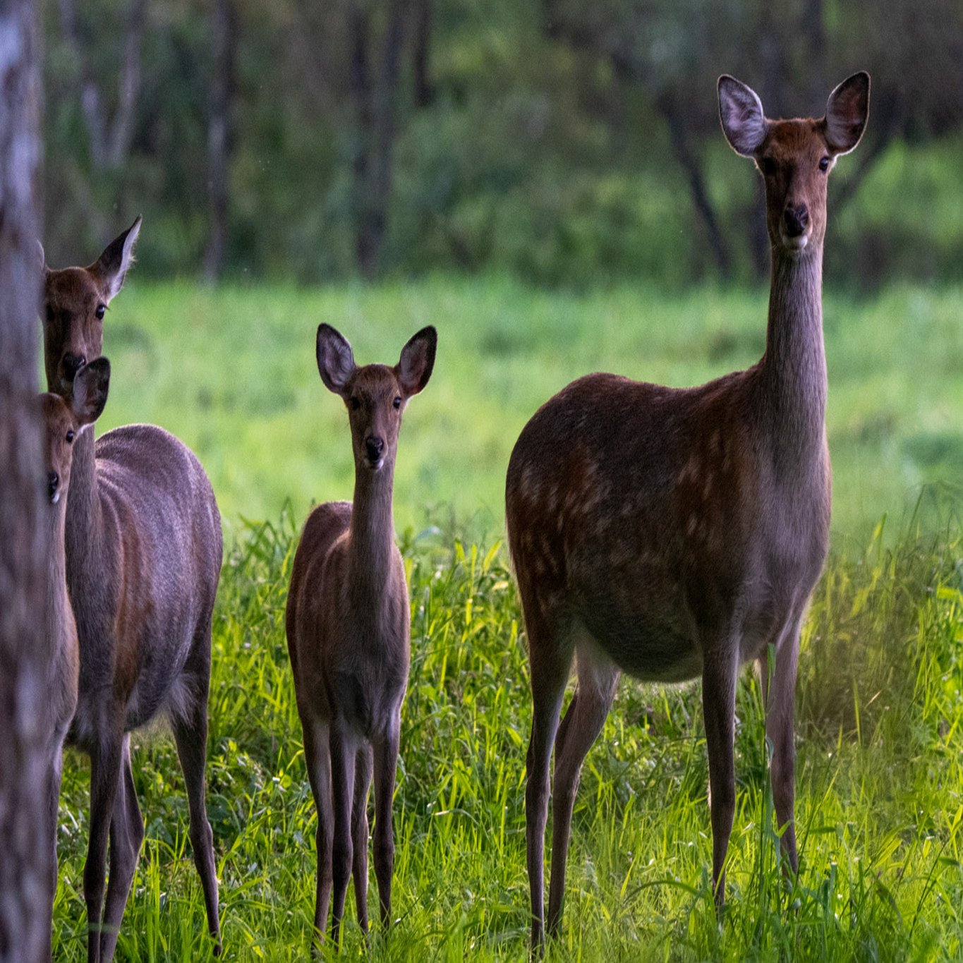 アスキイリッジ、今のところ…（最初のバイソンの追跡距離も見て） : r/theHunter, image size:2000x1333