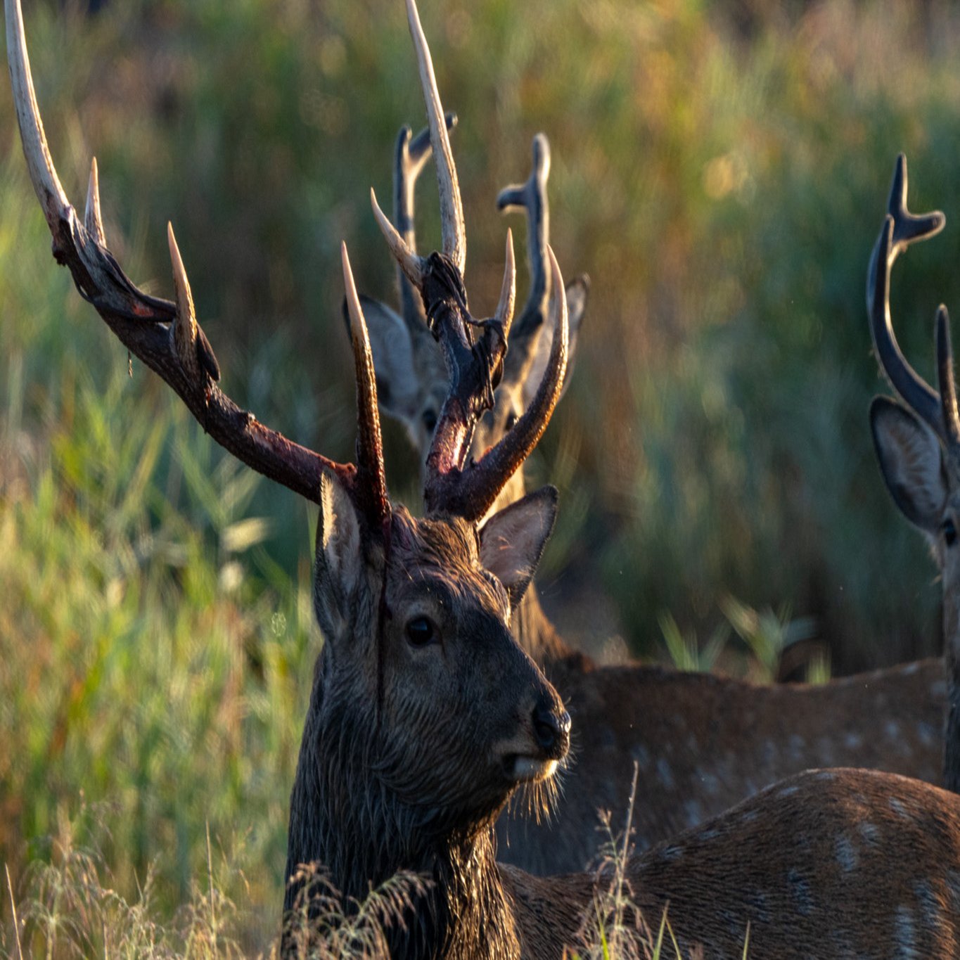 鹿の塗り絵60枚（無料PDF・PNG配布）, image size:2000x1333