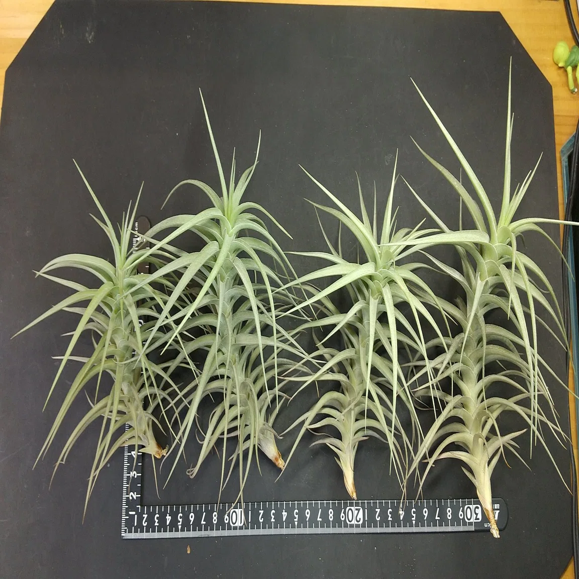チランジア入荷リスト9/22｜NatureGarden?神田