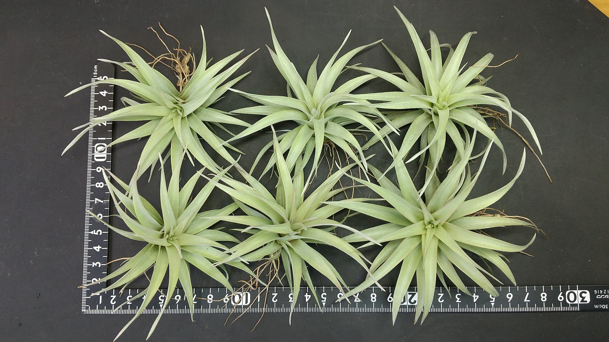 チランジア入荷リスト9/22|NatureGarden🌿神田 チランジア入荷リスト9/22|NatureGarden🌿神田