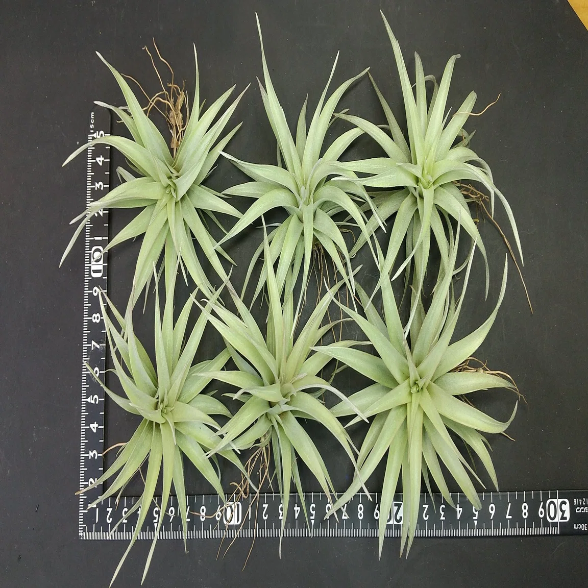 チランジア入荷リスト9/22｜NatureGarden?神田