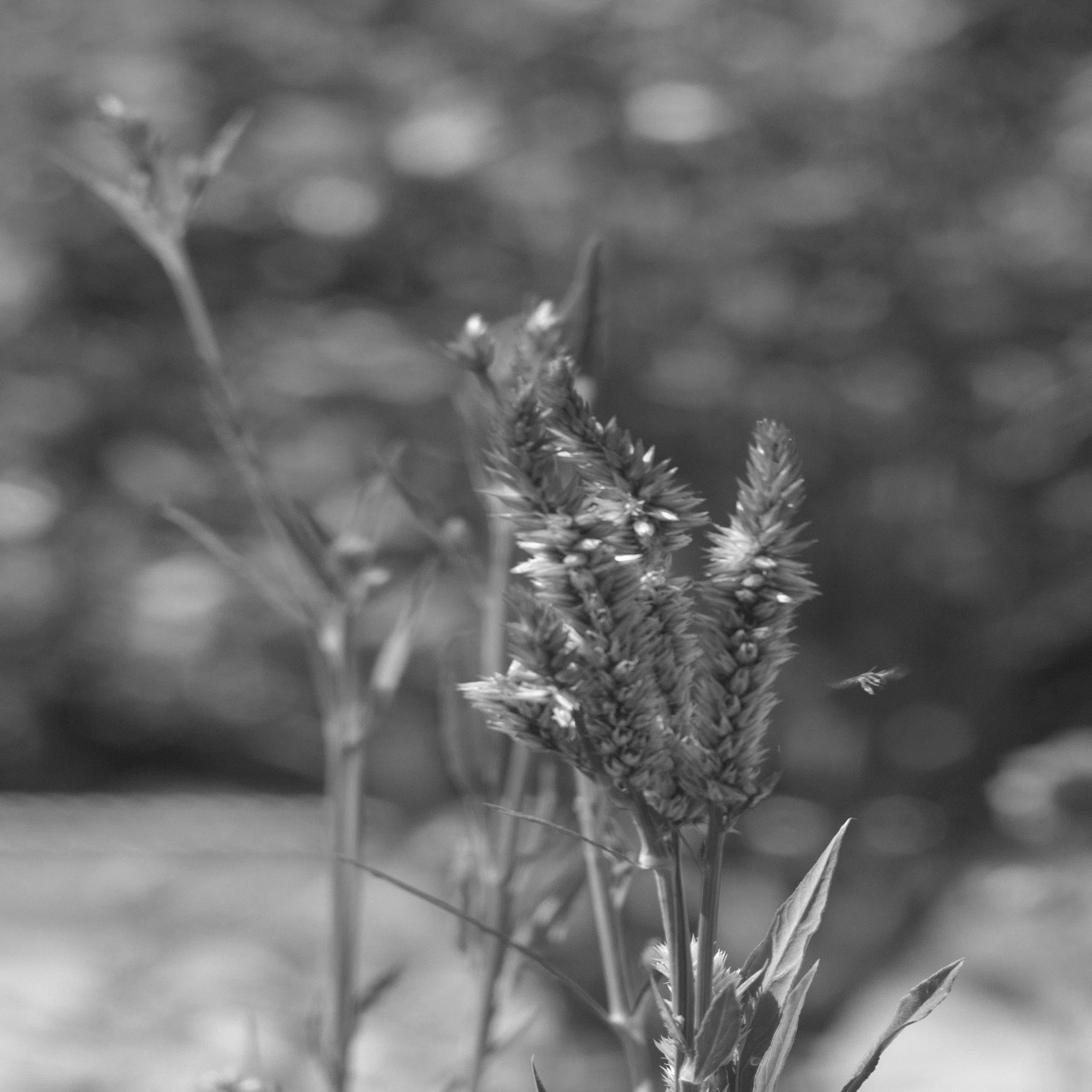 レンズ沼あれこれ：Tokina SZ-X 80-200mm F4.5-5.6｜ひっくすK