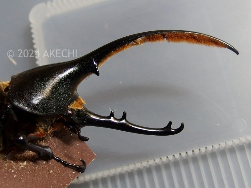 ヘラクレスエクアトリアヌス新成虫ペア＋メス1頭