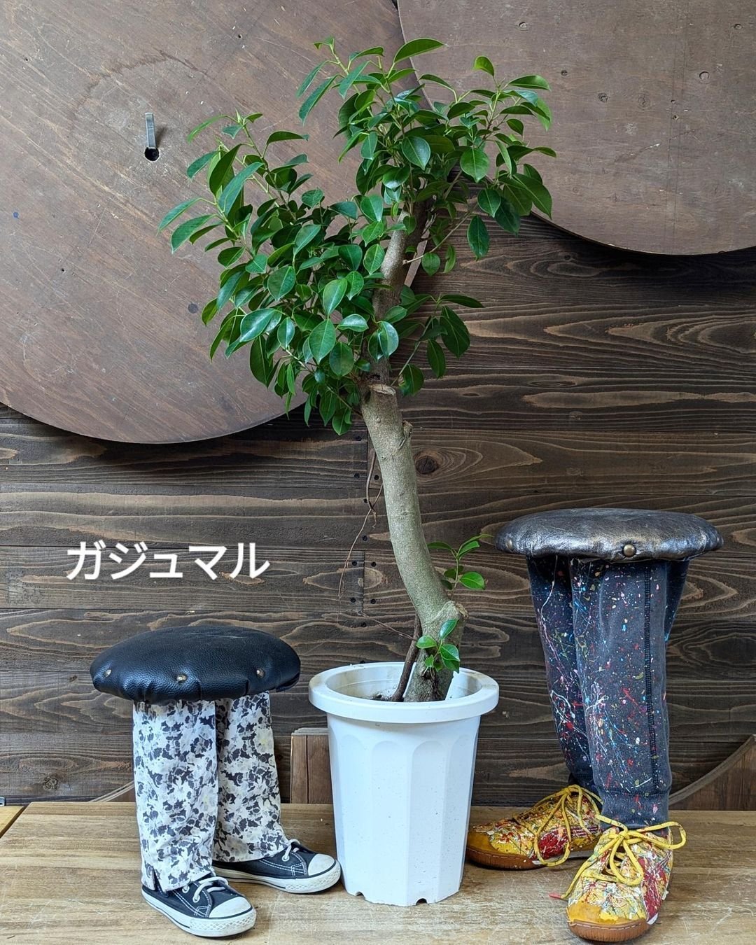 楽天市場】ポトス 観葉植物 ハート型 ゴールデンポトス 寝室 ハイドロカルチャー 室内用 卓上 水耕栽培 小さめ ミニサイズ 土を使わない  虫がわかない 鉢付き 鉢植え 本物 無機質 ガラス瓶 3号 小型 ギフト プレゼント ラッピング 育てやすい 初心者 : miipas
