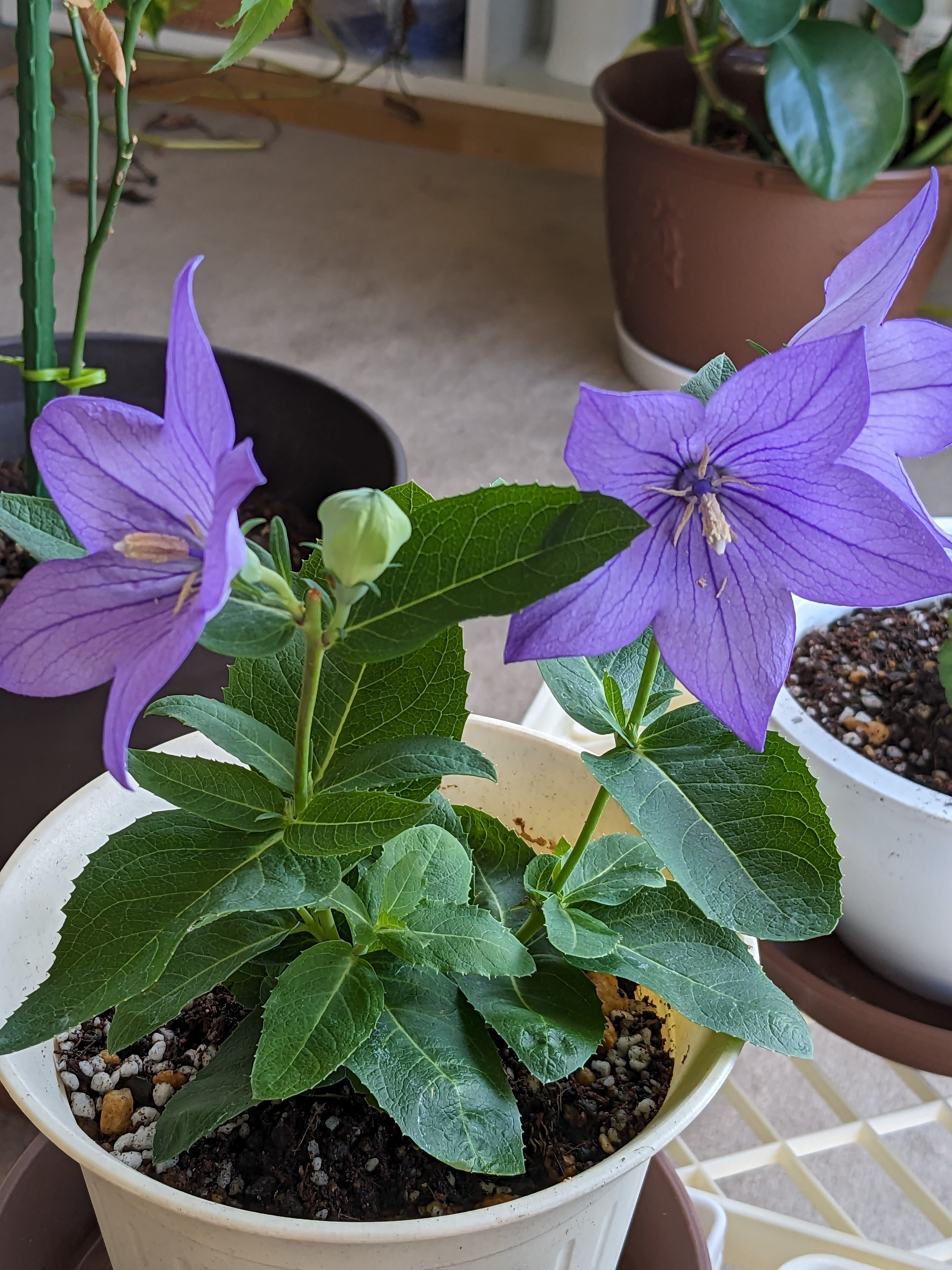 秋の七草、新しく選ぶとしたら？｜水上伊織