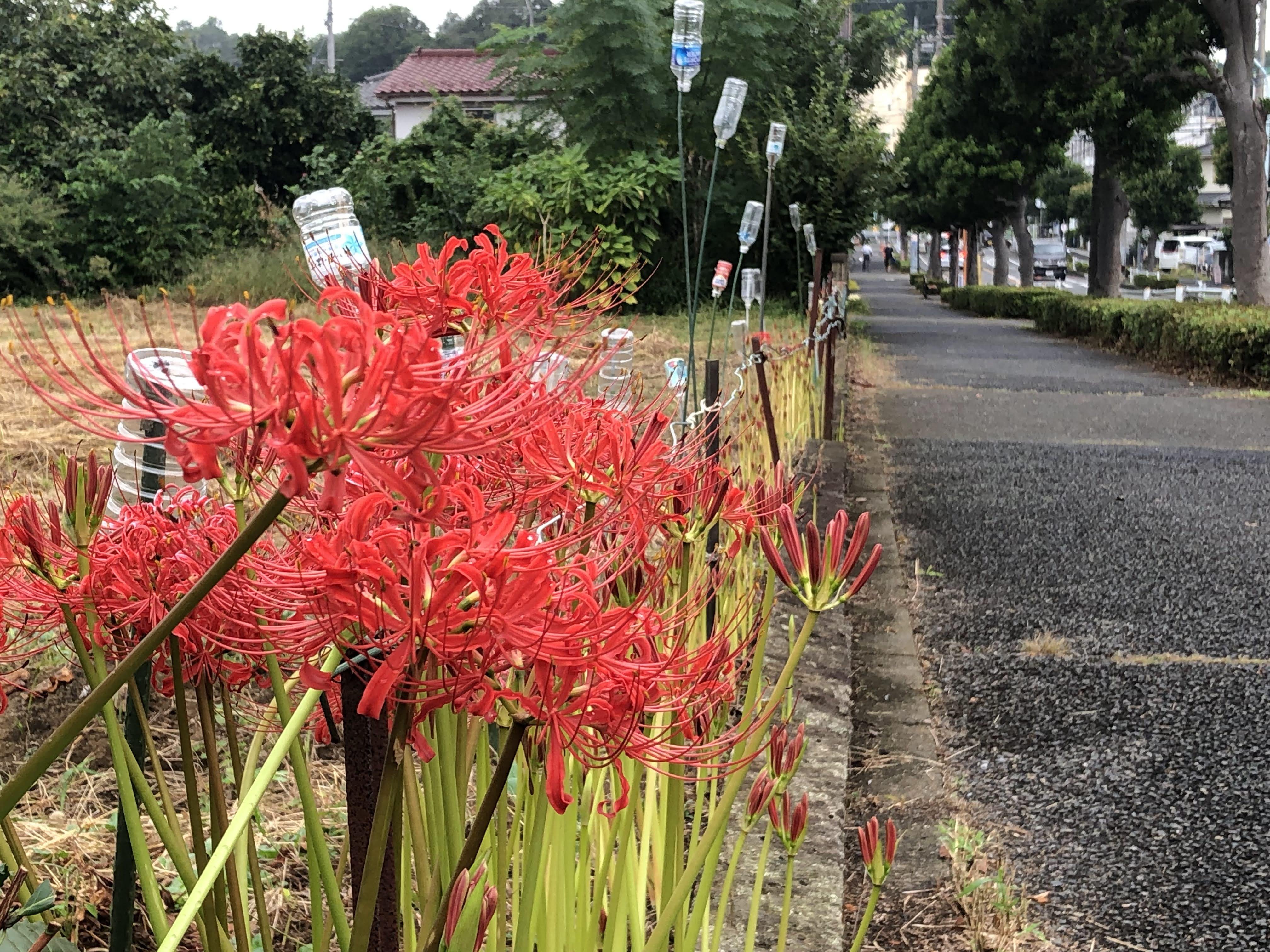 サクラ(桜) 彼岸桜(ヒガンザクラ)地掘大苗 - 果樹苗・大苗・苗木