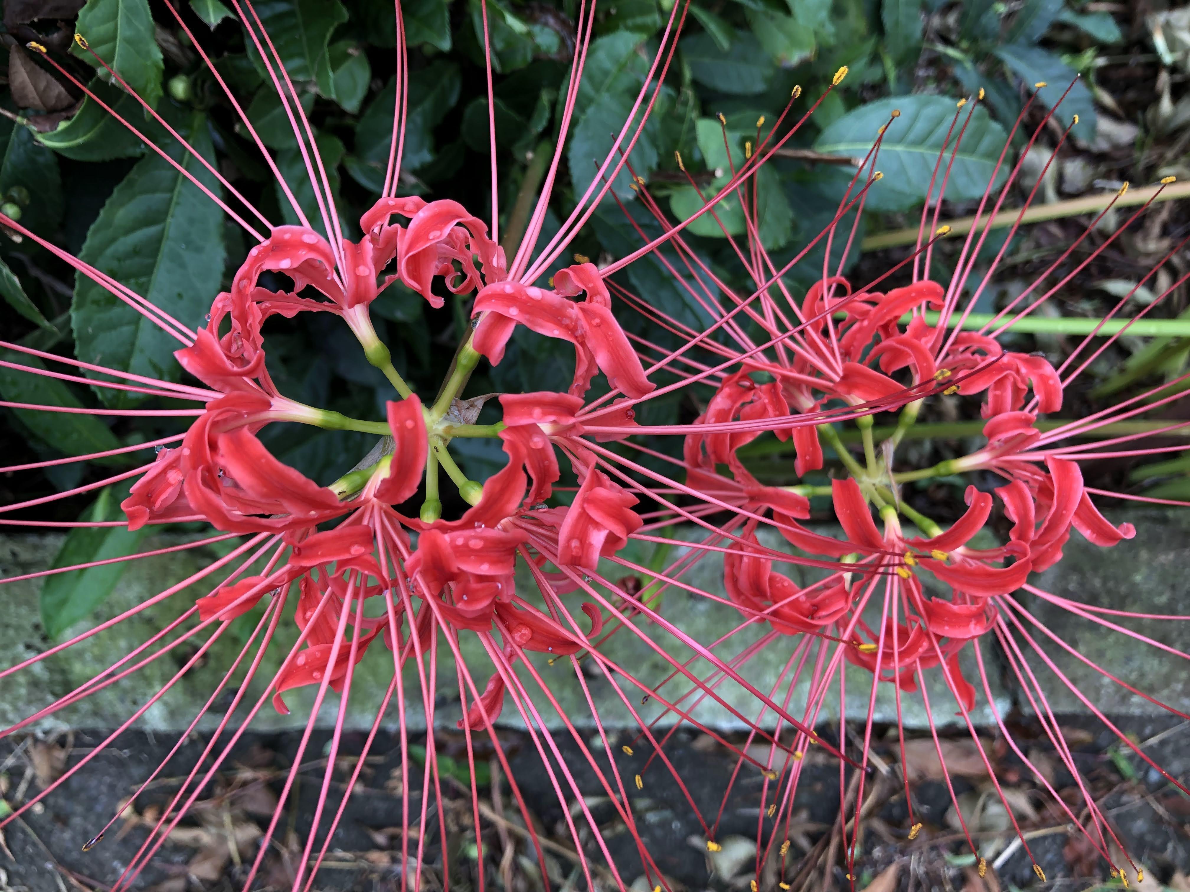 彼岸花🌸がようやく咲いた｜多摩湖77