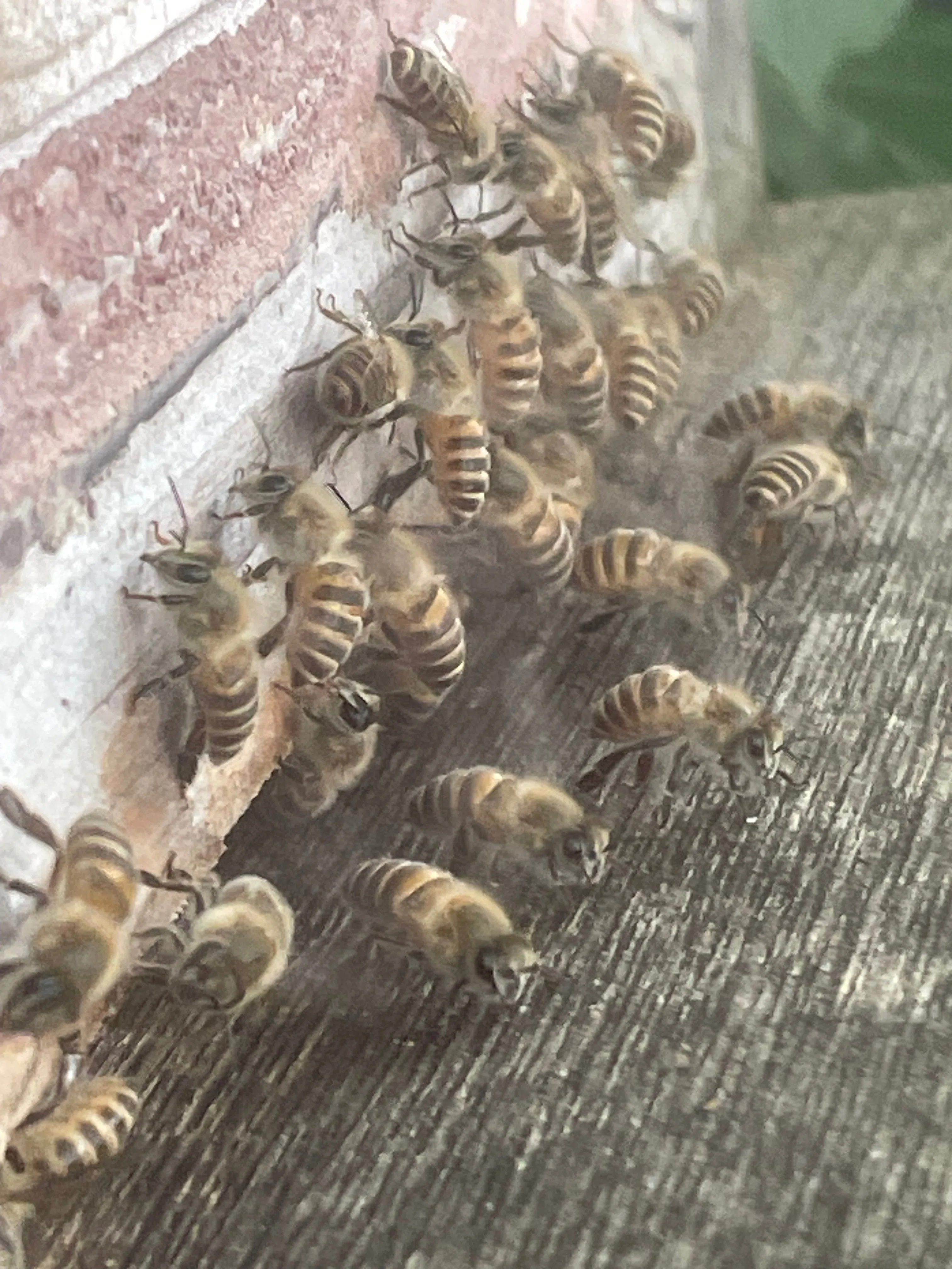 Naganuma Japanese Honeybee Association｜長沼日本ミツバチの会