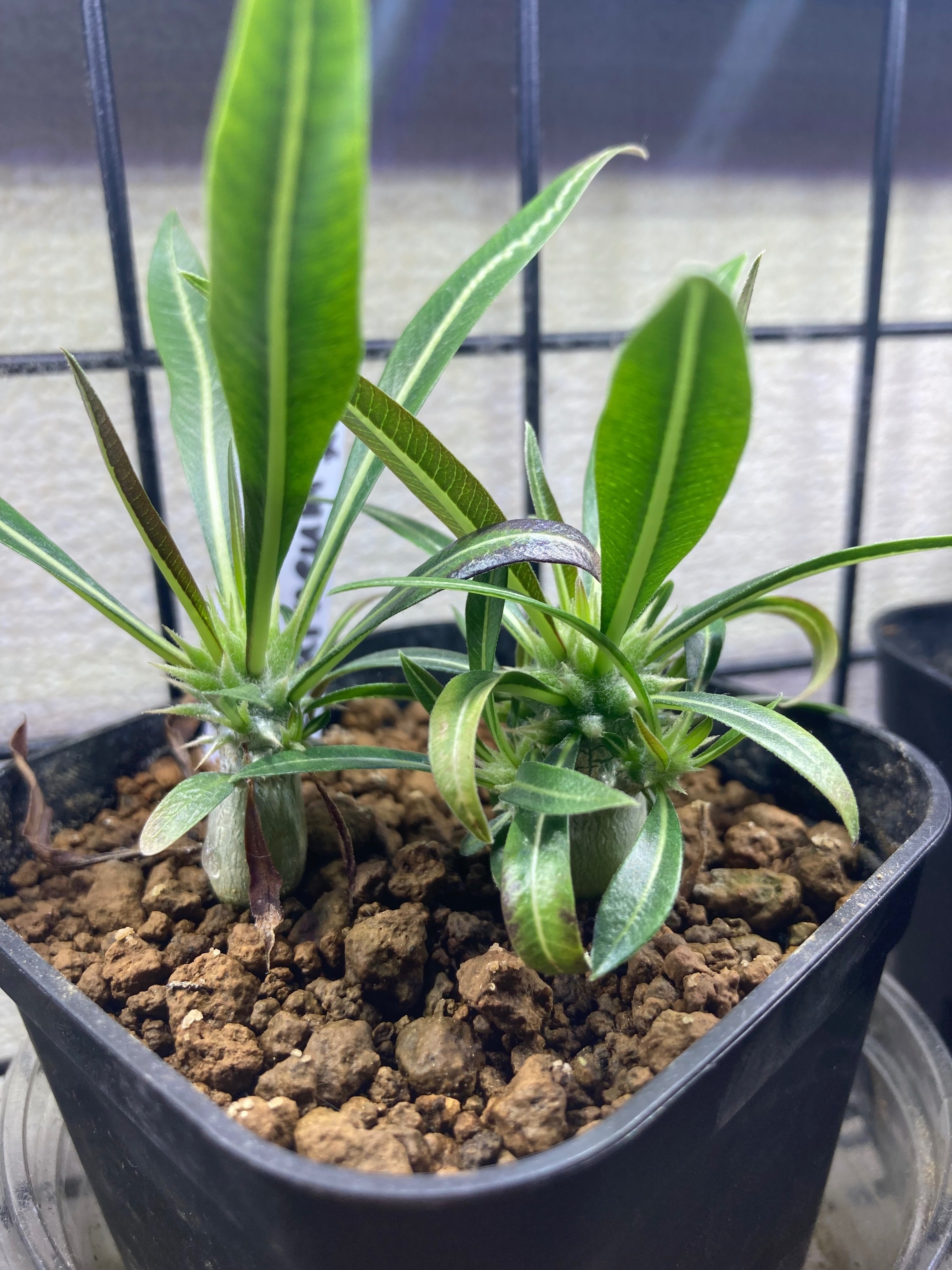 パキポディウム・エブレネウム 実生3ヶ月｜.plants bless you.