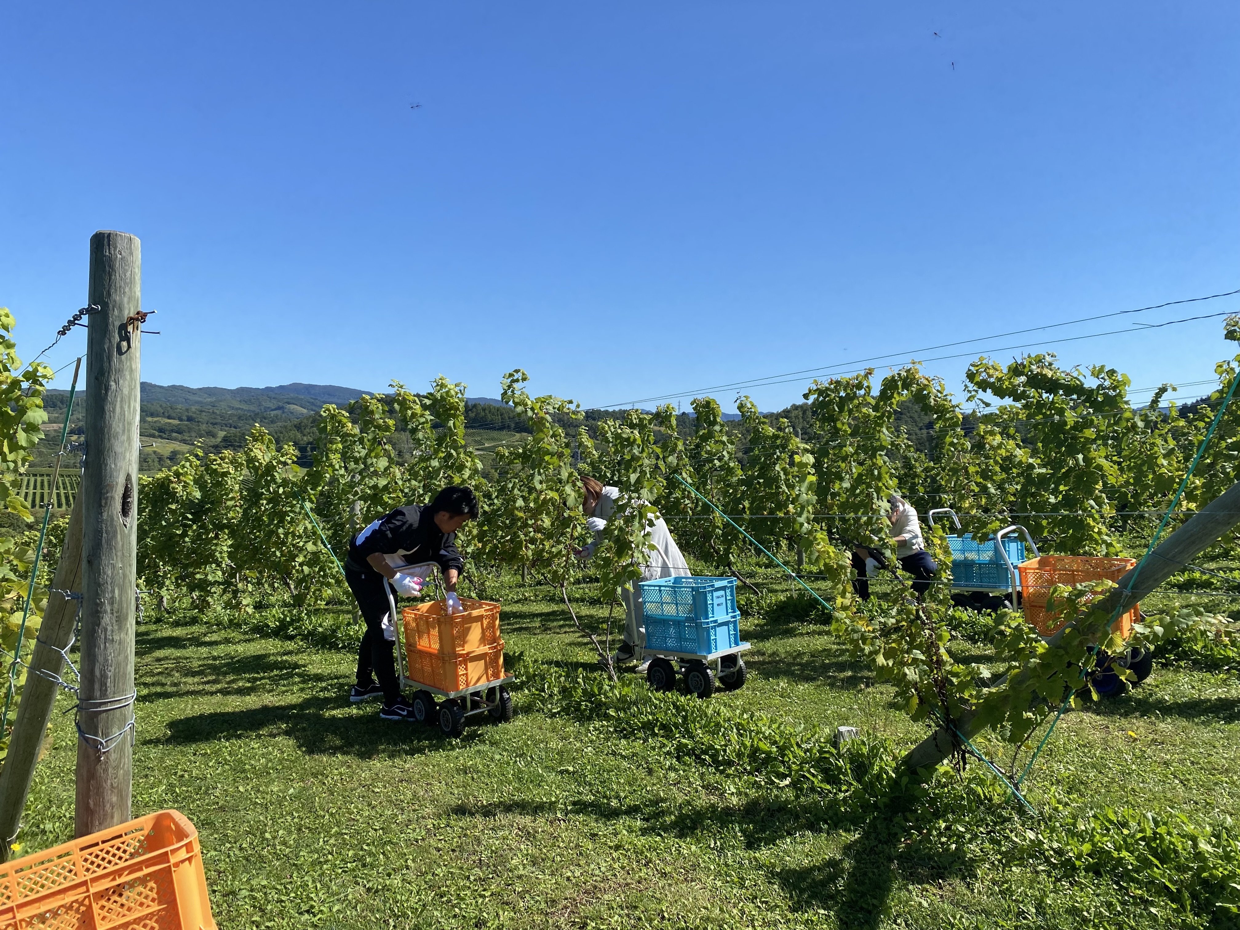 空知を盛り上げて行くためのワイナリーYAMAZAKI WINERY(北海道
