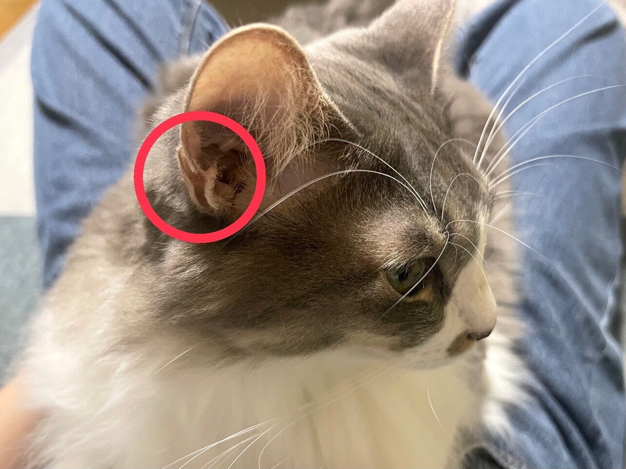 🐱猫の耳🐱｜OOCHOBI