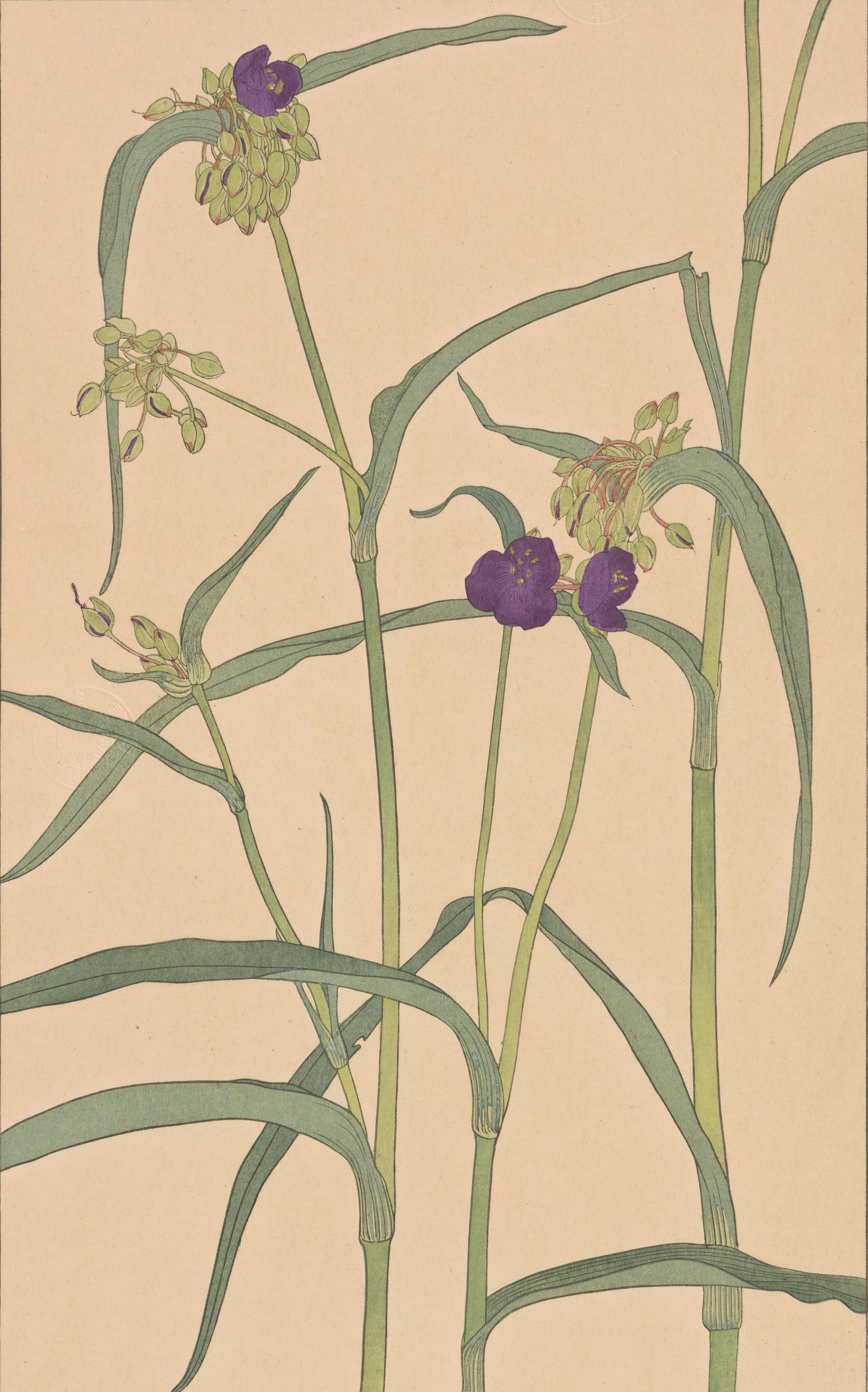 非水百花譜 第4輯｜日本花卉文化株式会社