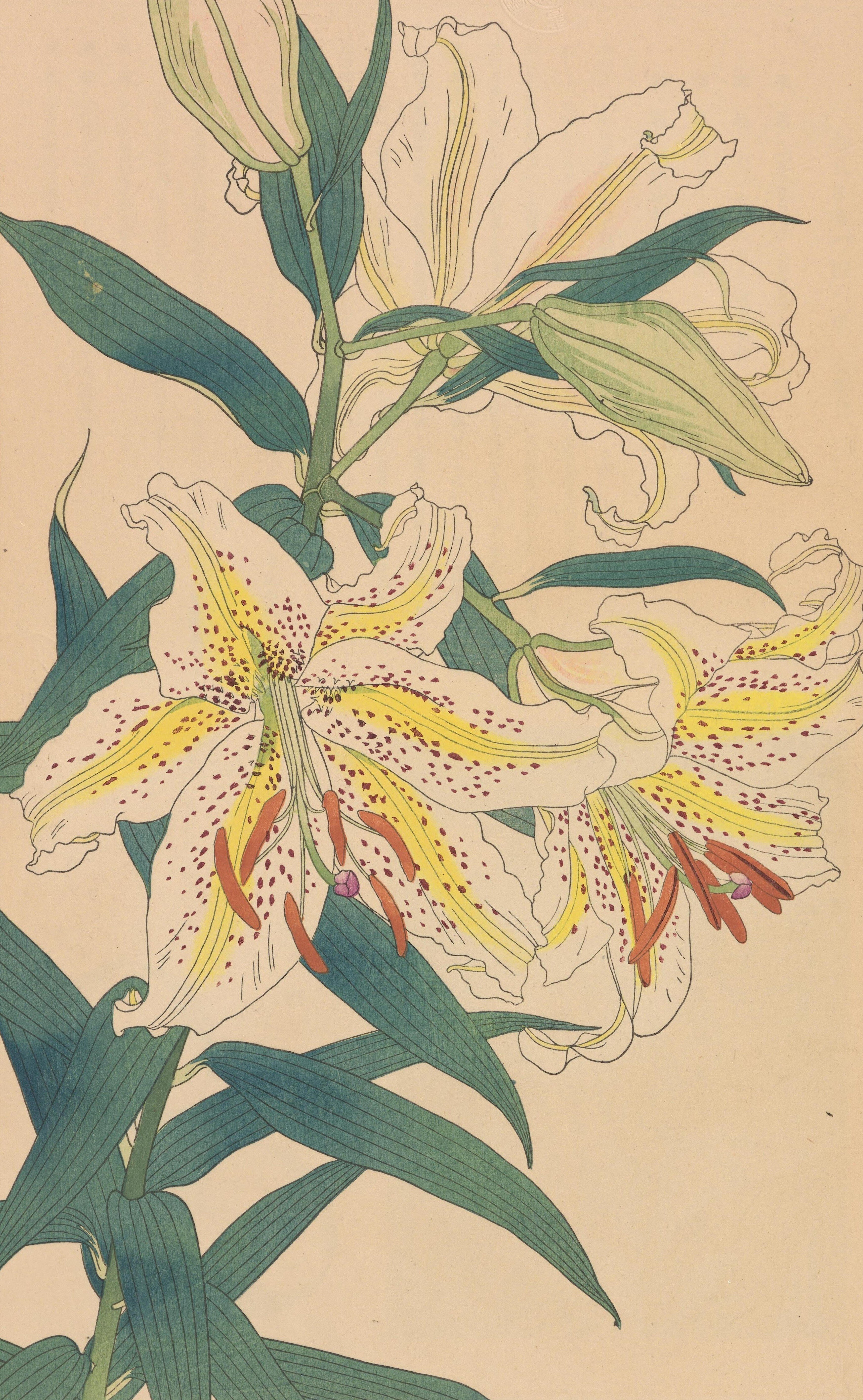 非水百花譜 第4輯｜日本花卉文化株式会社