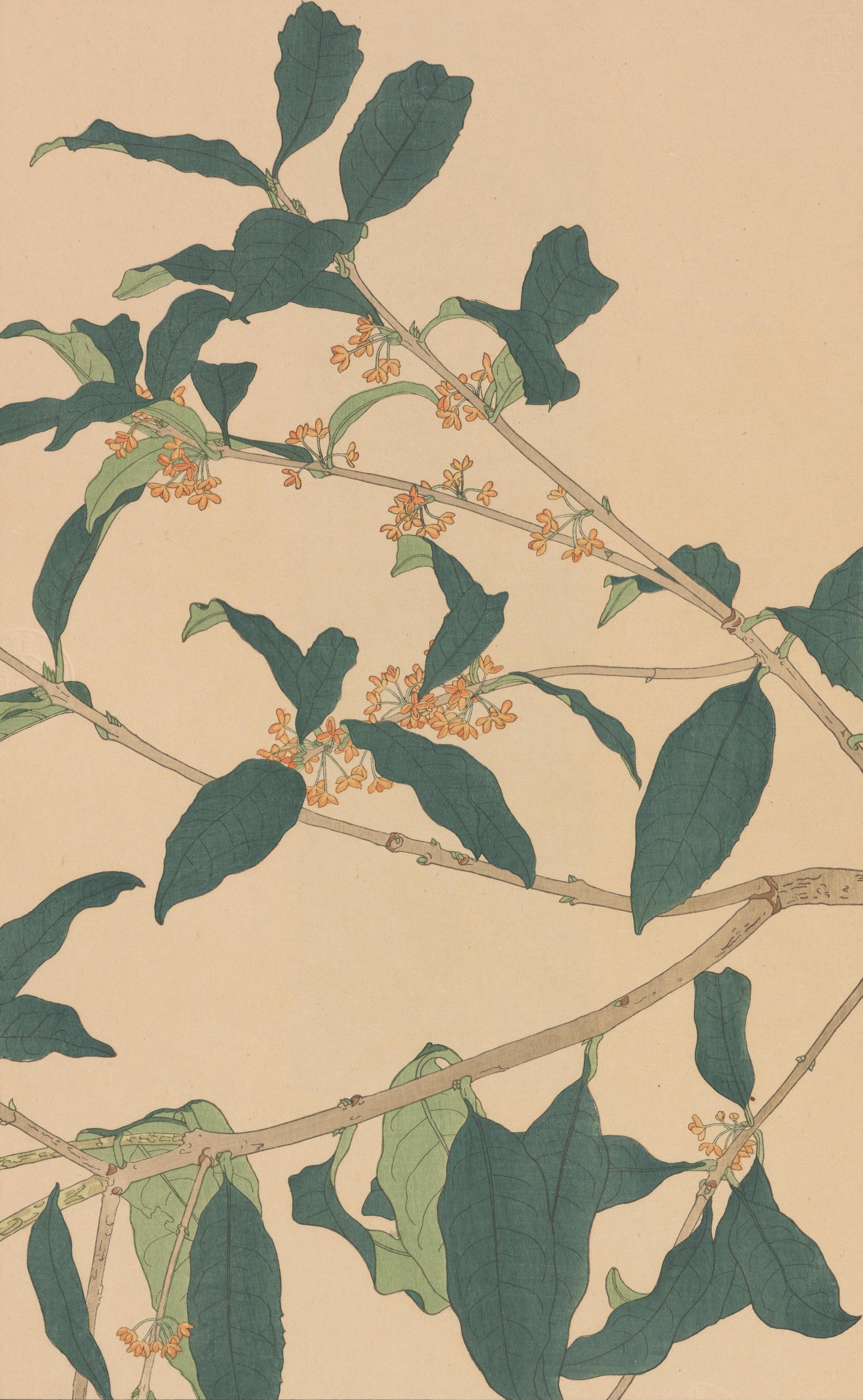 非水百花譜 第5輯｜日本花卉文化株式会社