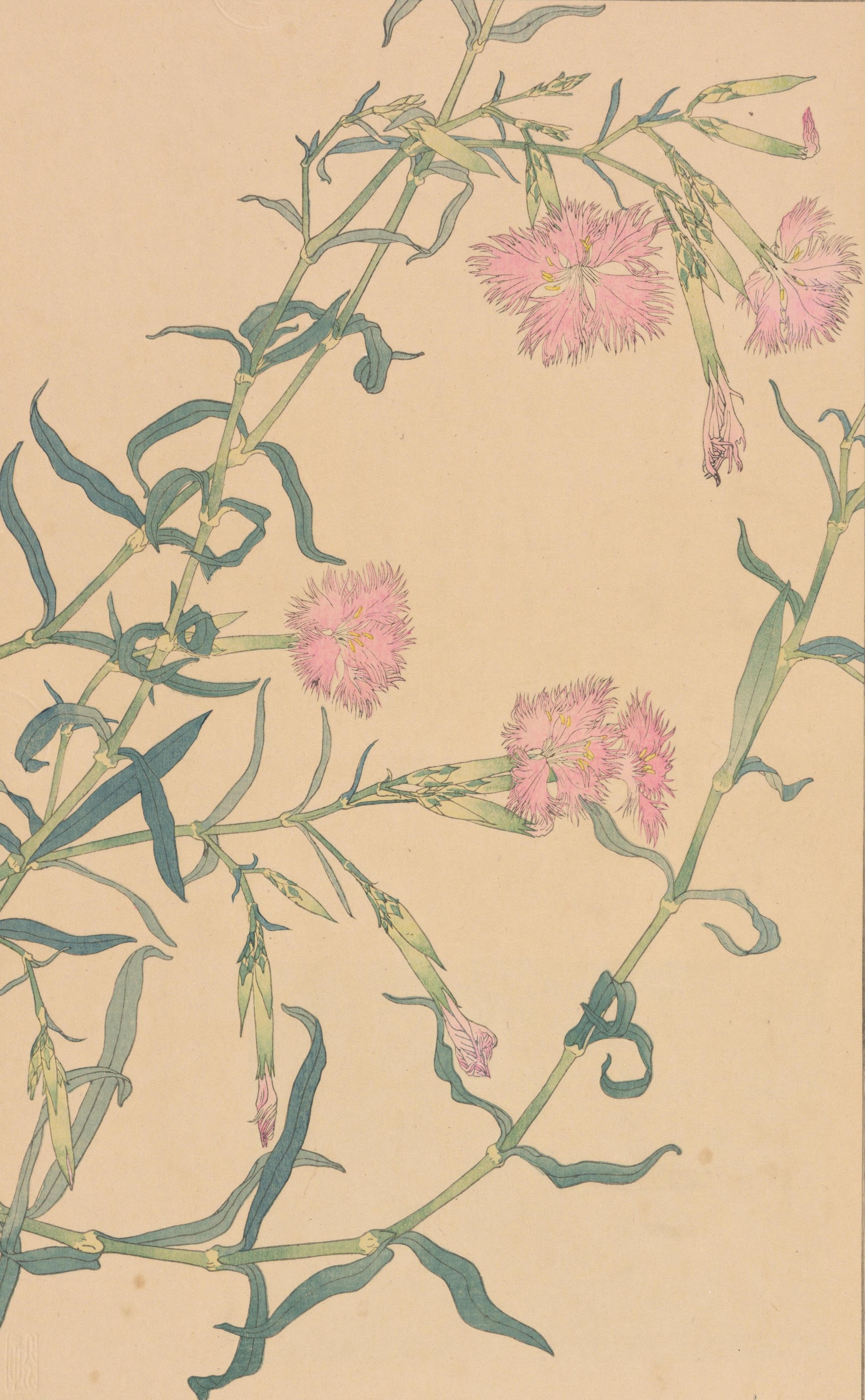 百花繚乱 クラブコスメチックス百年史 100年史 *社史 2003年