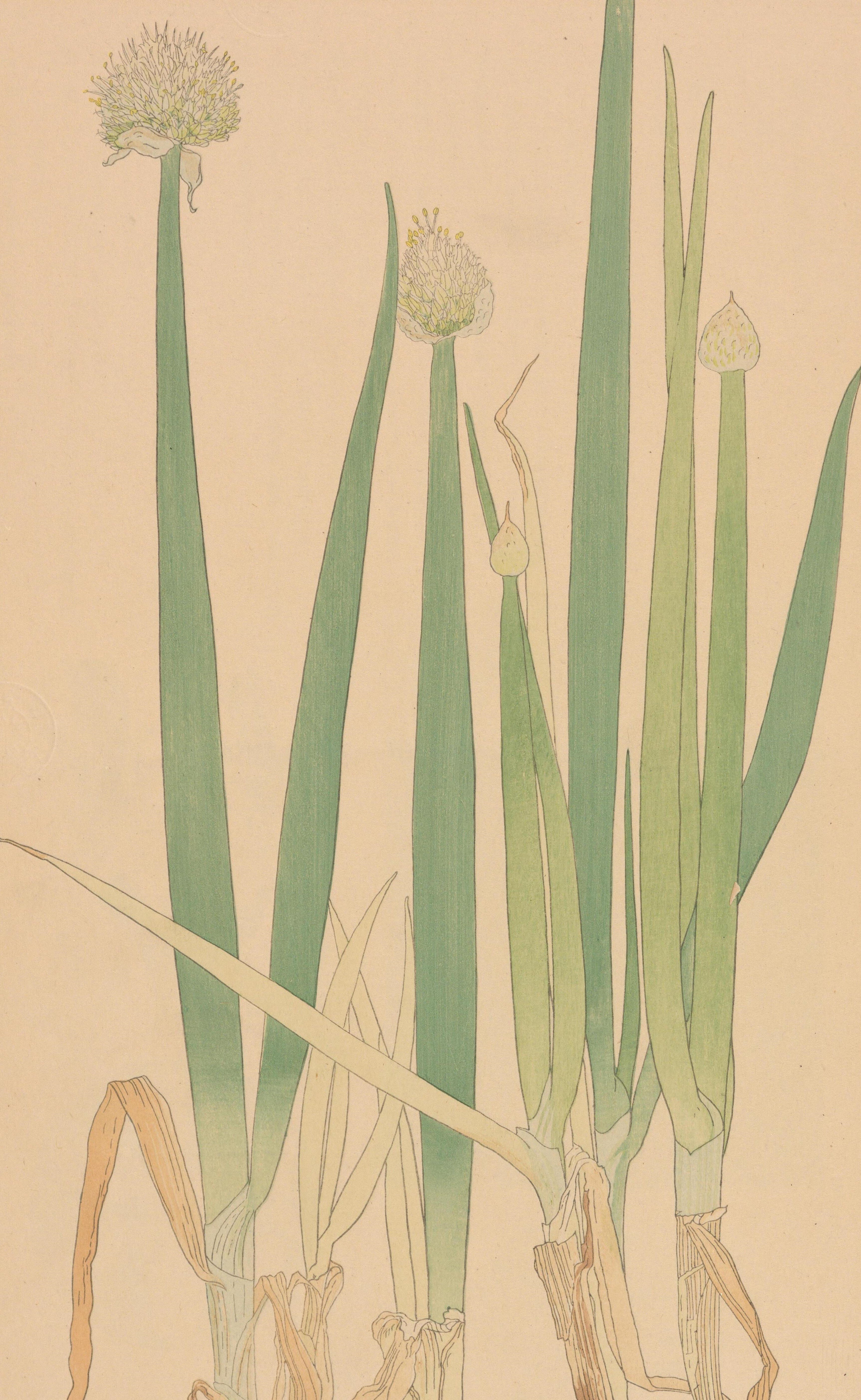 百花繚乱　クラブコスメチックス百年史 100年史　*社史 2003年 真作保証】勝月 花くらべ 浮世絵 木版画 1888年 Shogetsu