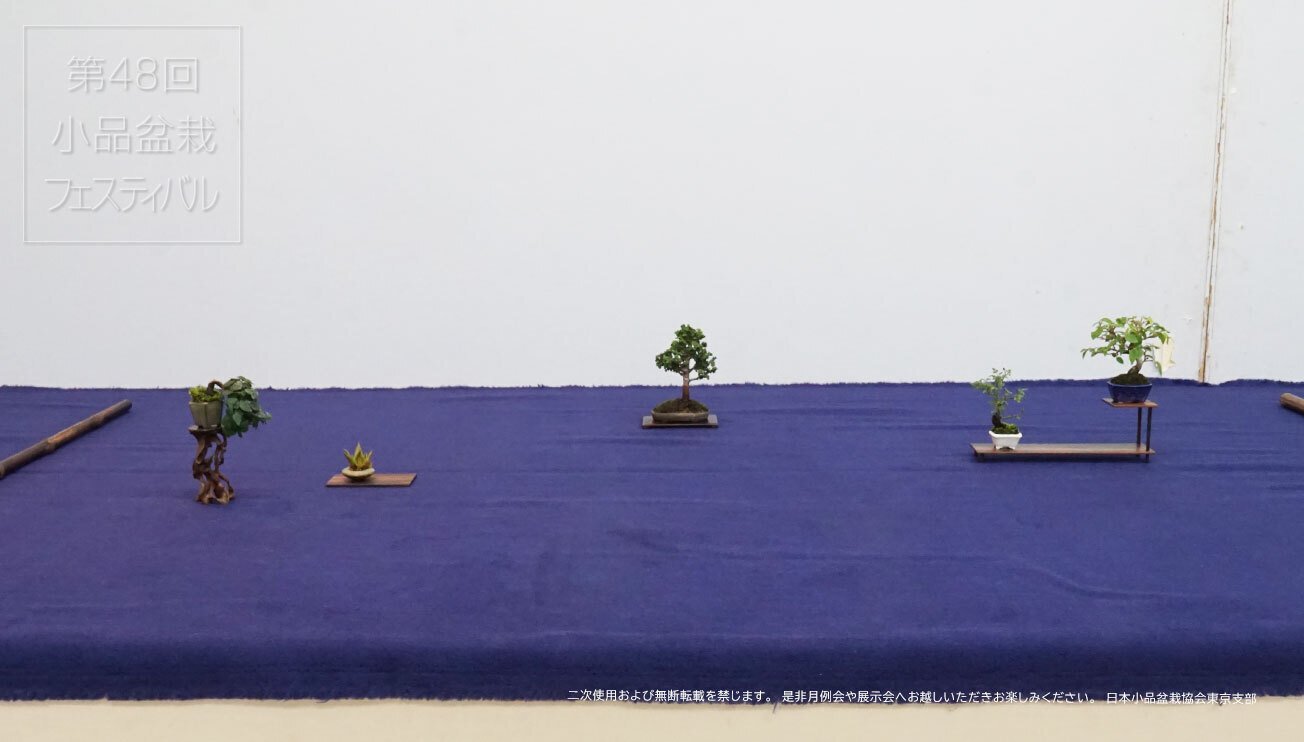 第48回 東京支部展「小品盆栽フェスティバル」席飾りのご紹介